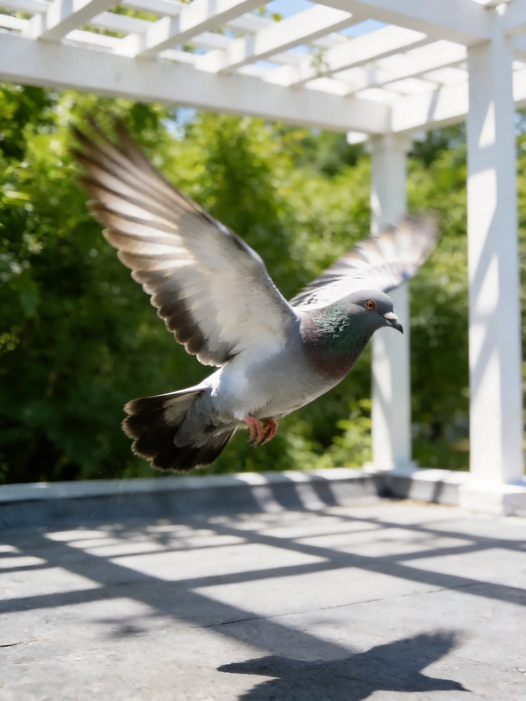 A gray and purple pigeon flies near a white pergola with green foliage