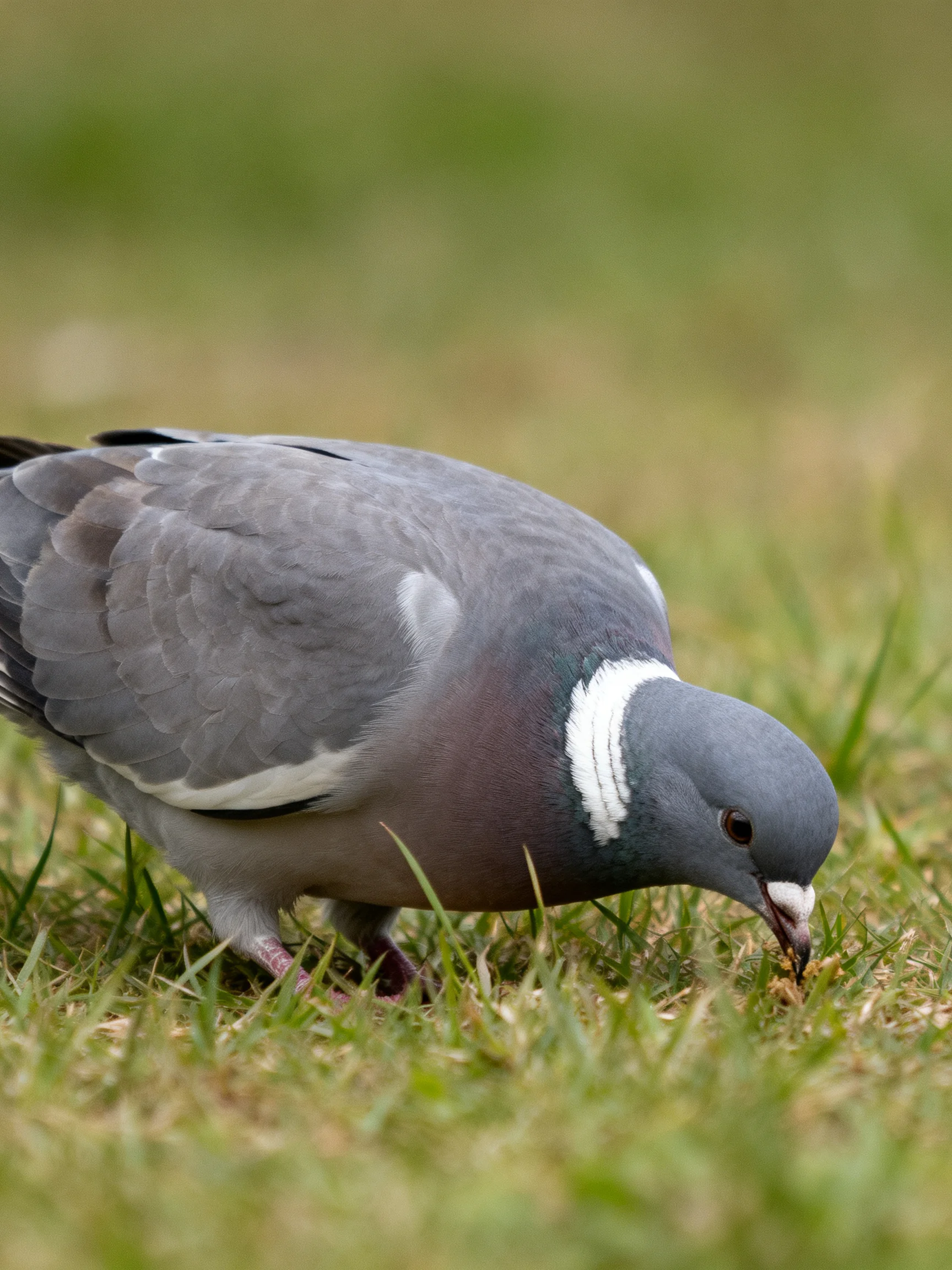 A gray and purple pigeon foraging in green grass