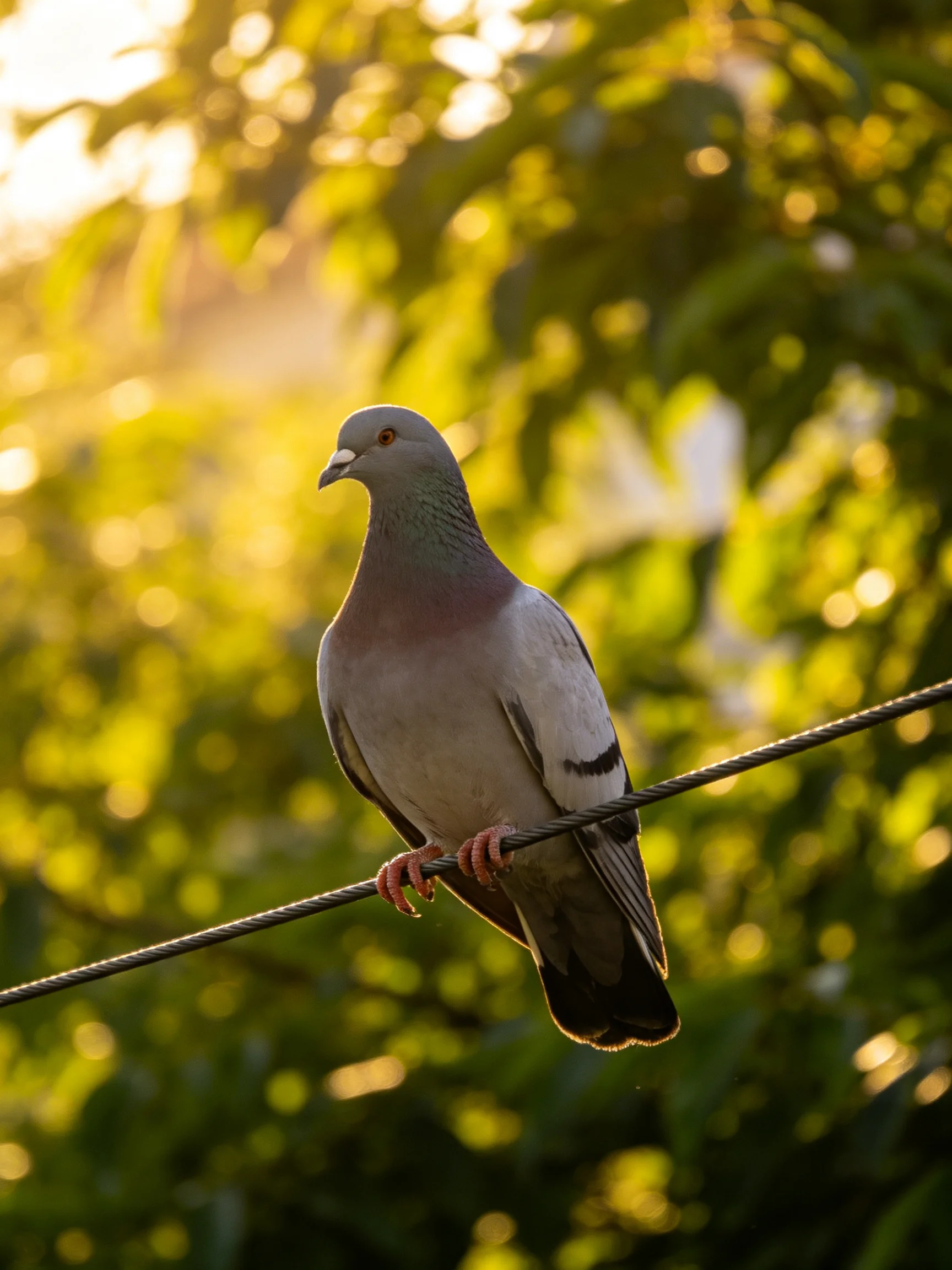 A pigeon rests on a wire amid sunlit,ery.