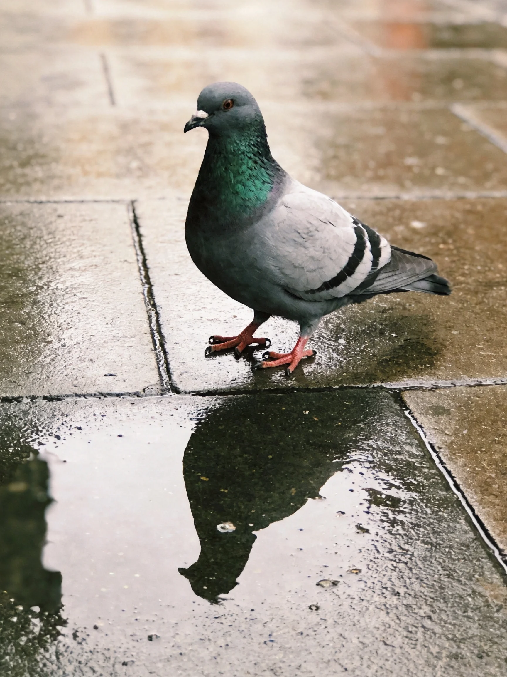 A gray and teal pigeon on wet stone pavement