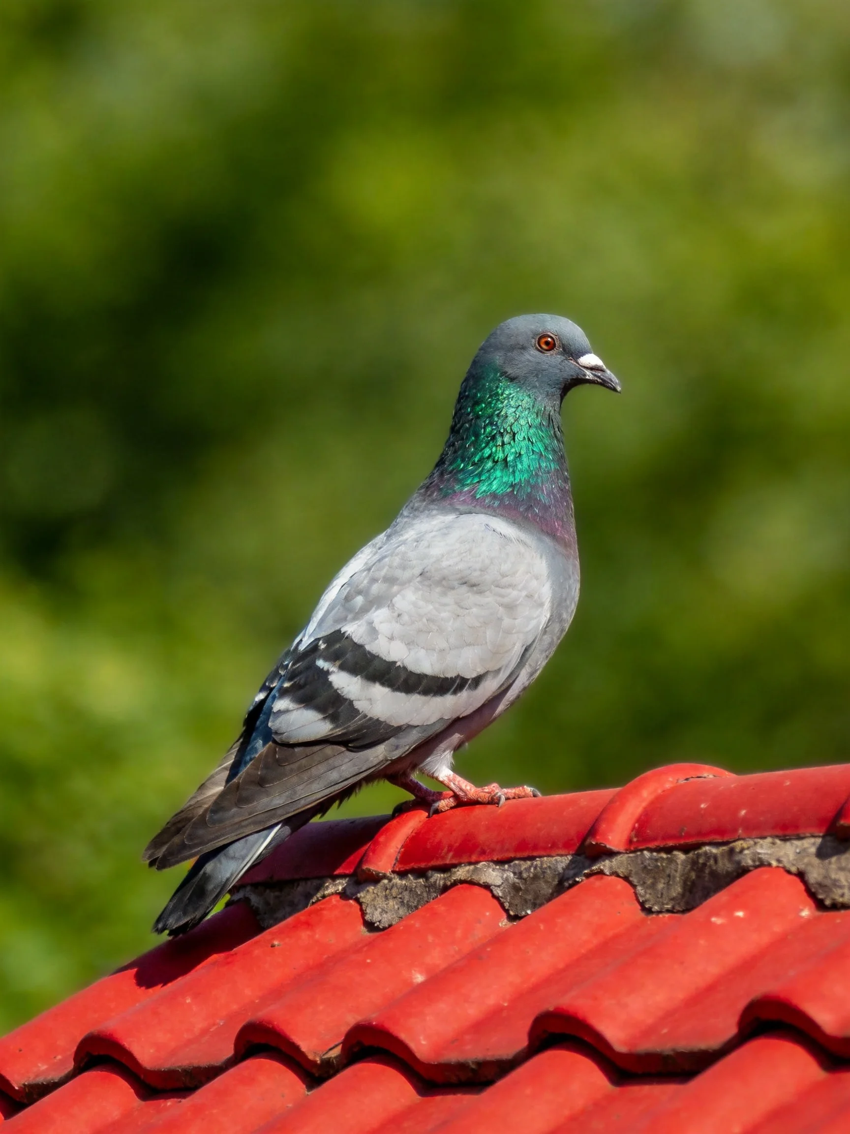 A gray and teal pigeon perches on a vibrant red tiled roof