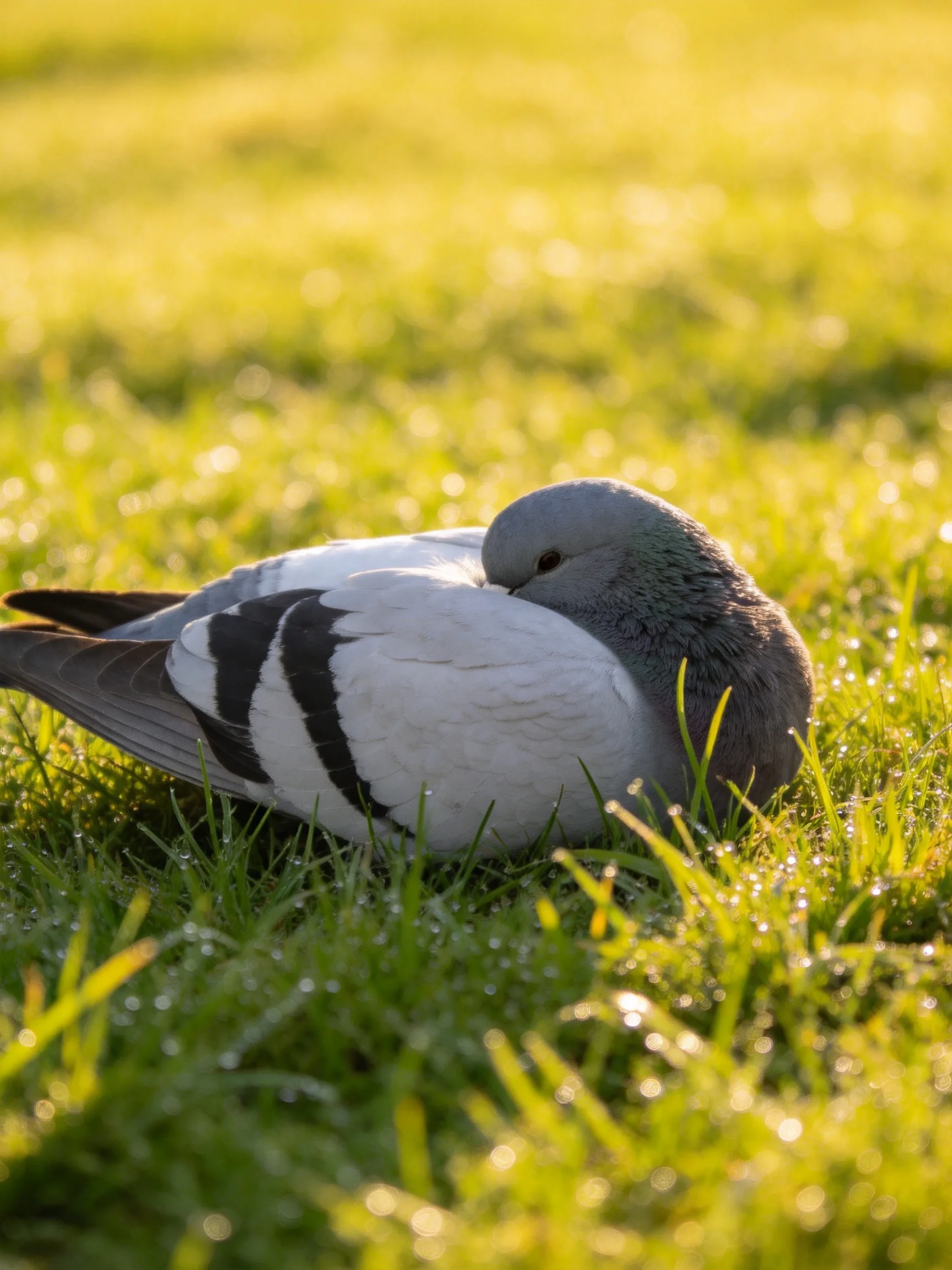 A pigeon rests peacefully amid dew-covered green grass.