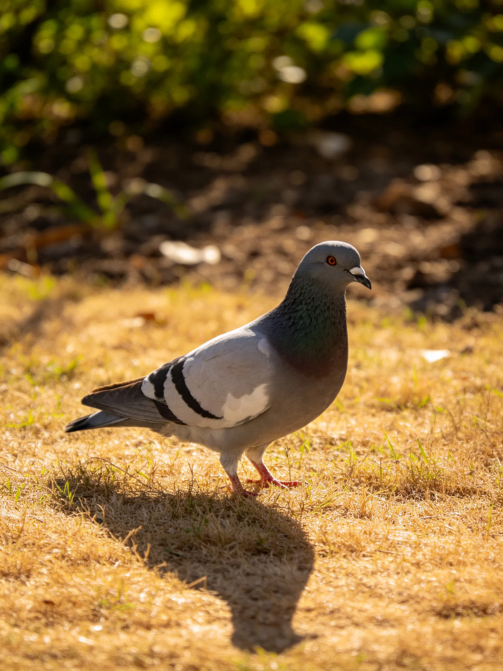 A pigeon stands on dry grass near greenery