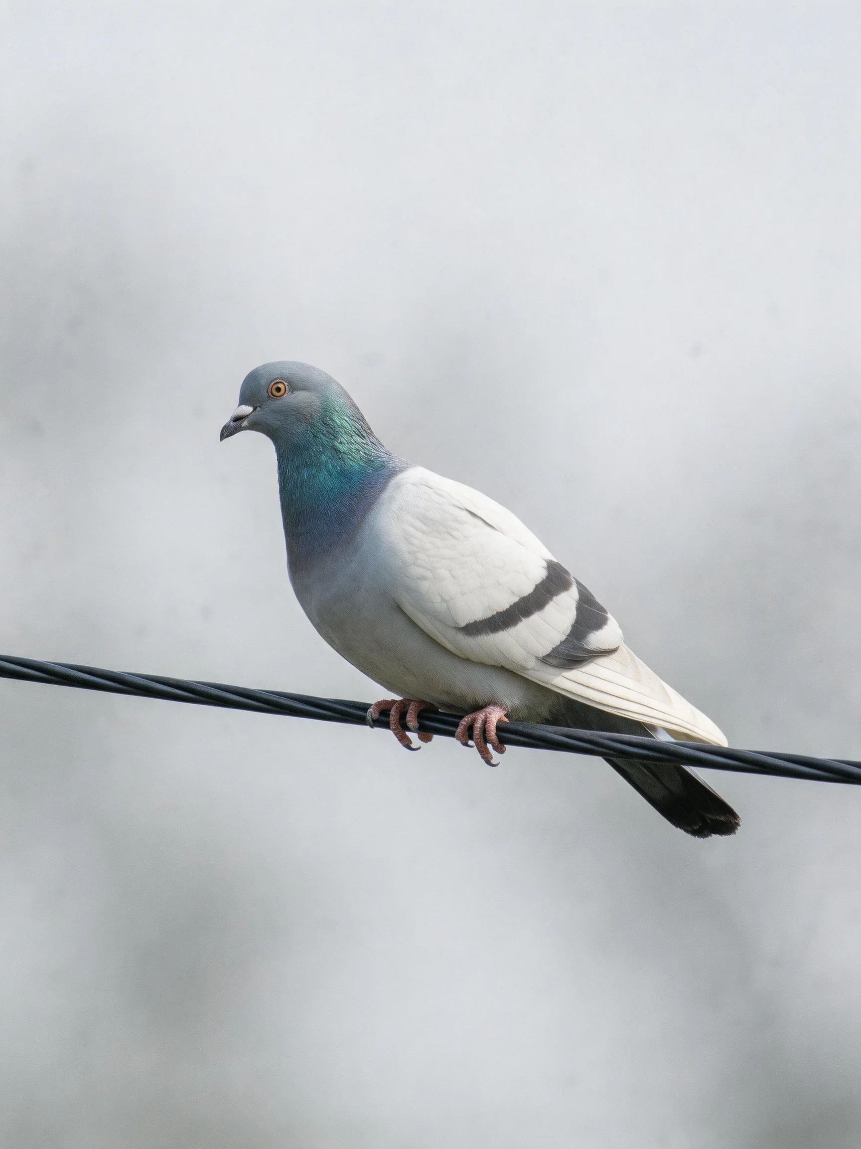 A gray and white pigeon with black wing stripes sits atop a wire against a muted backdrop.