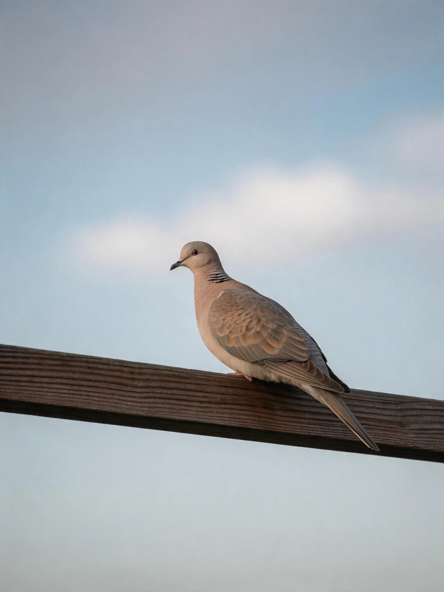 A gray-brown bird perches on a dark wooden beam against a soft blue sky