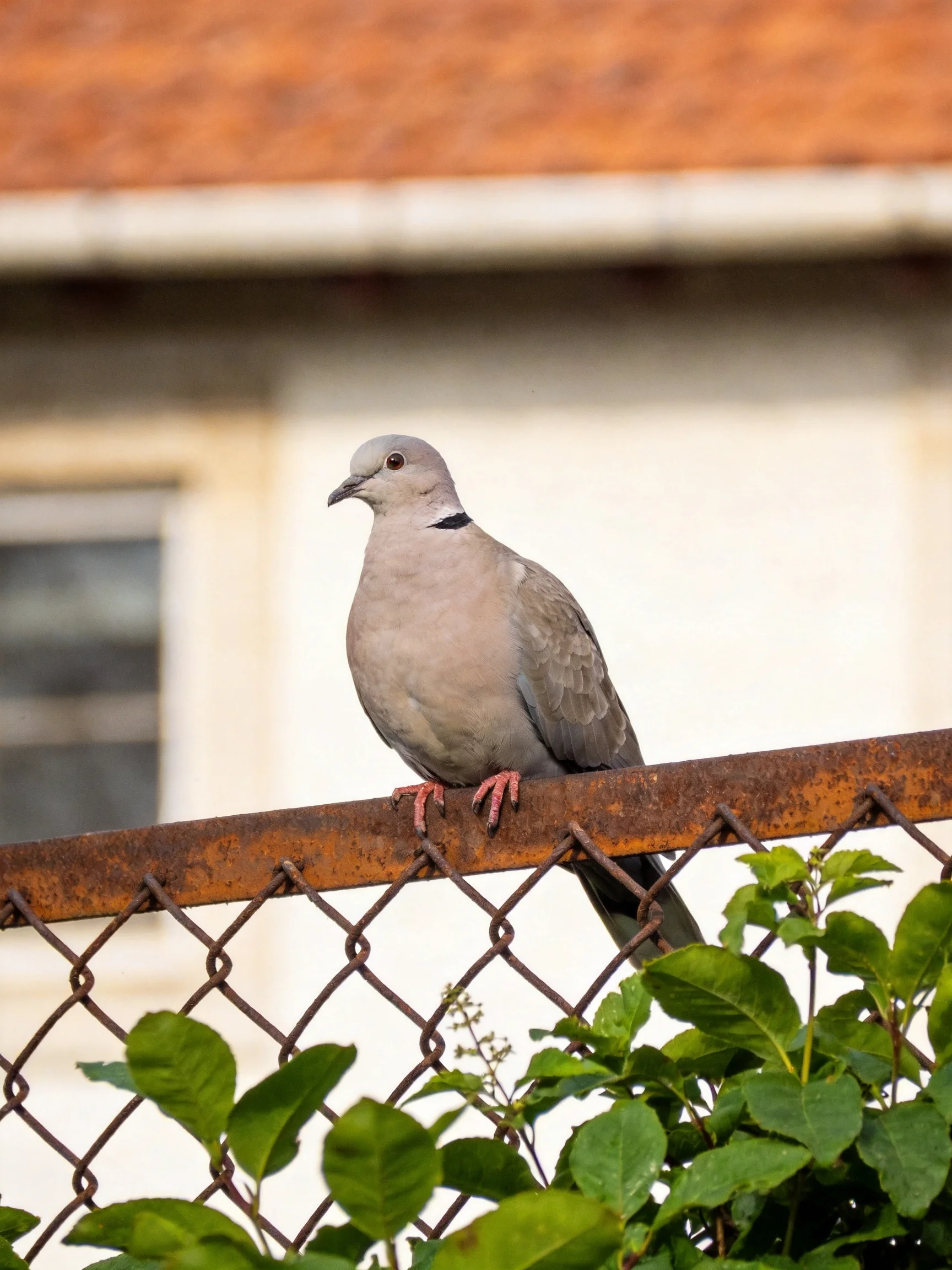 A gray dove perches on a rusted chain-link fence near a white building