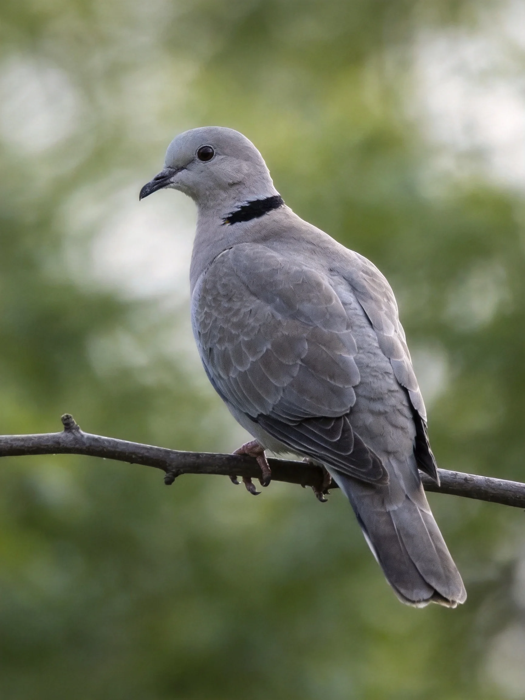 A gray dove with black neck band perched on a tree branch