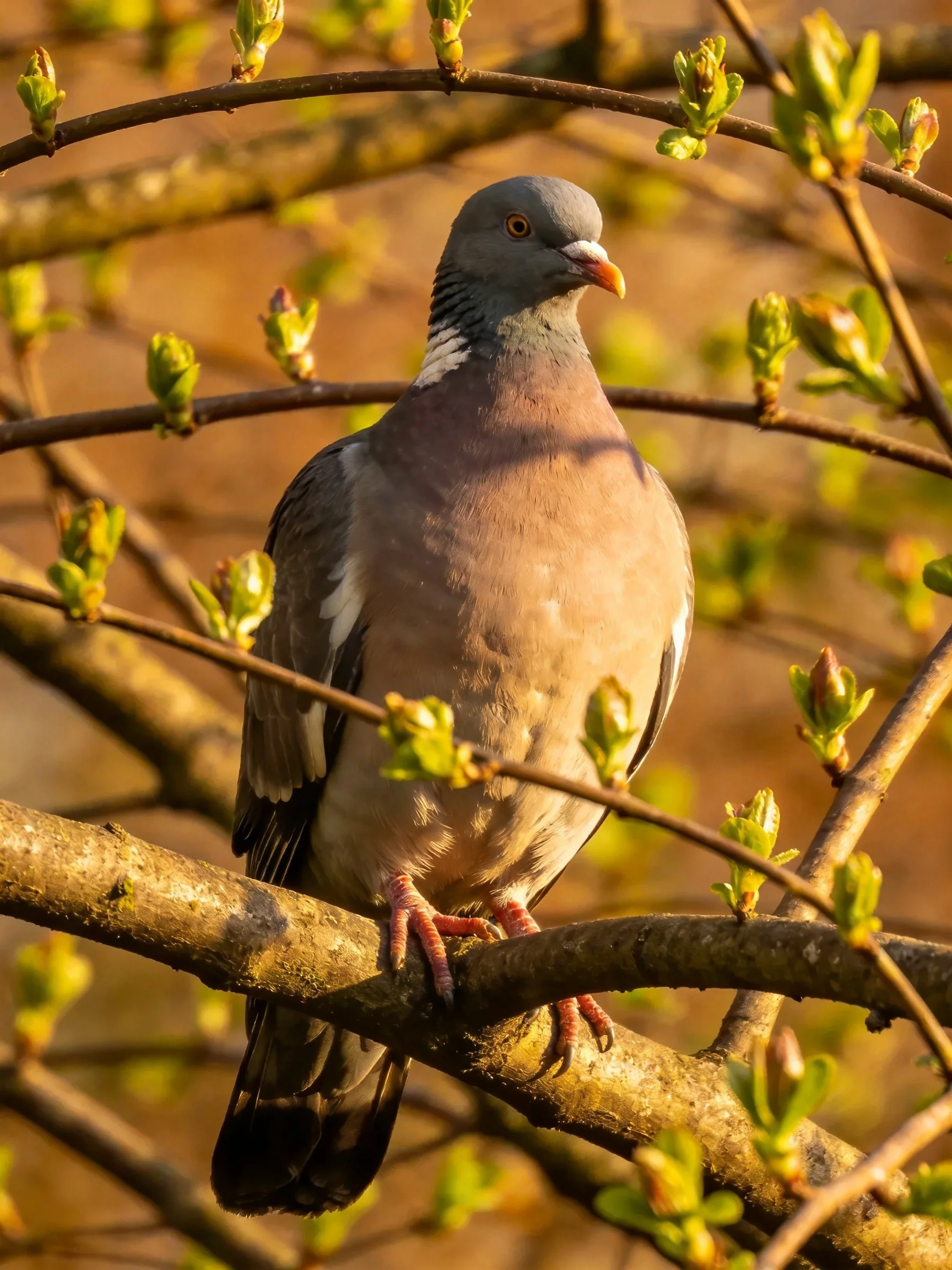 A gray-headed pigeon perched on a branch with budding foliage