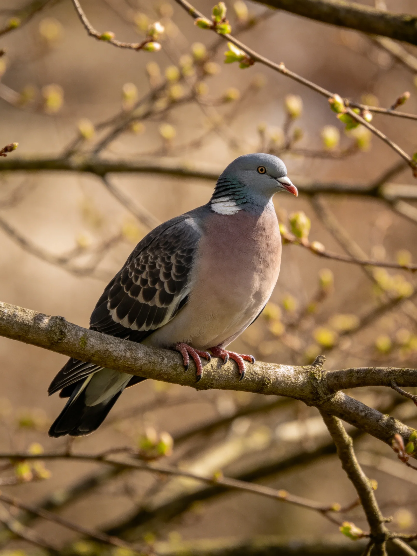 A gray-headed pigeon perches on a branch with budding blossoms