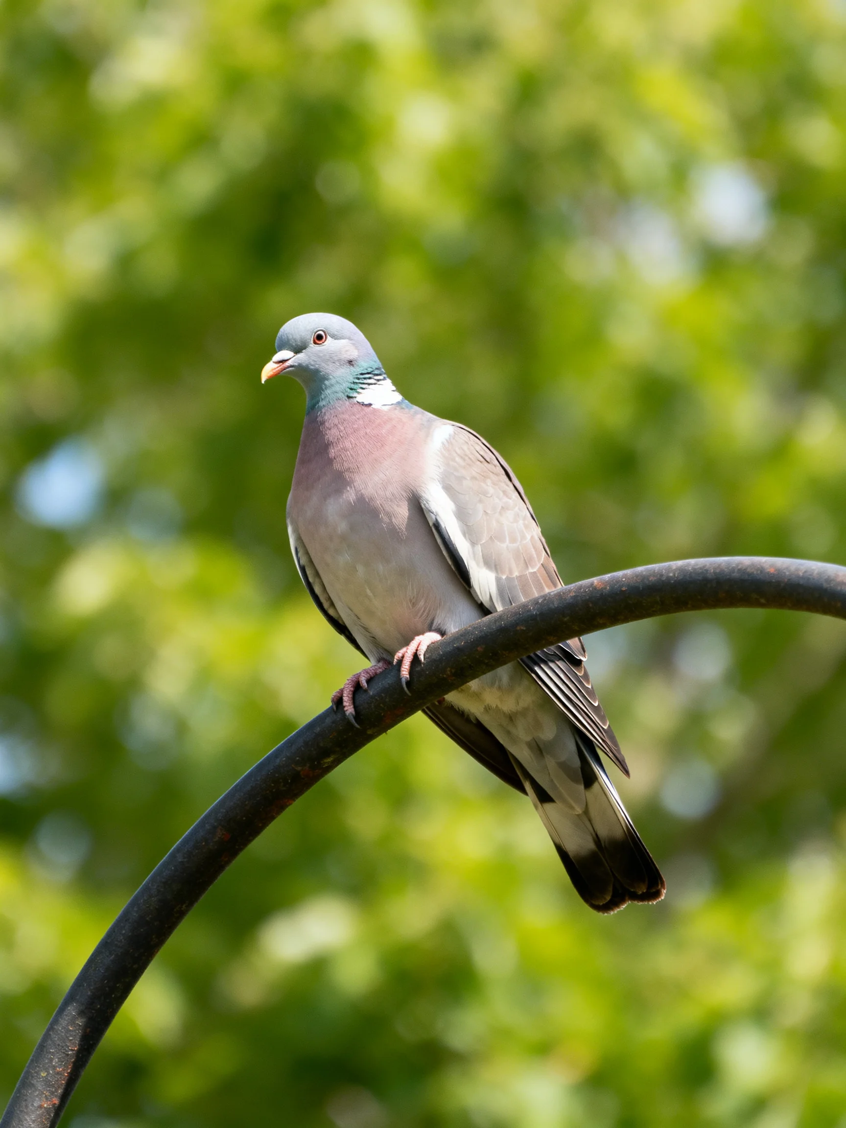 A gray-headed pigeon perches on a curved metal branch