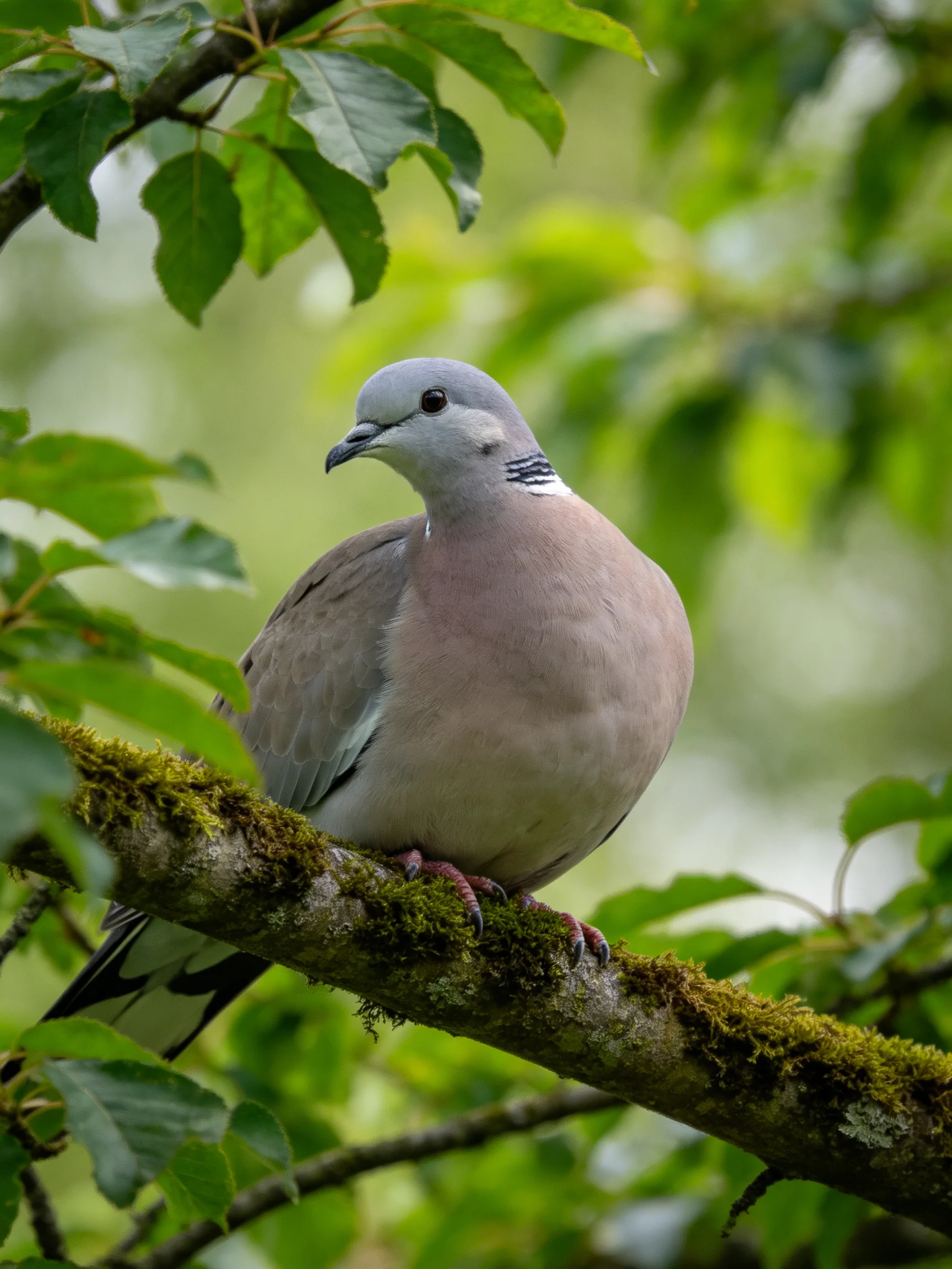 A gray-headed pigeon perches on a moss-covered branch amid lush green foliage