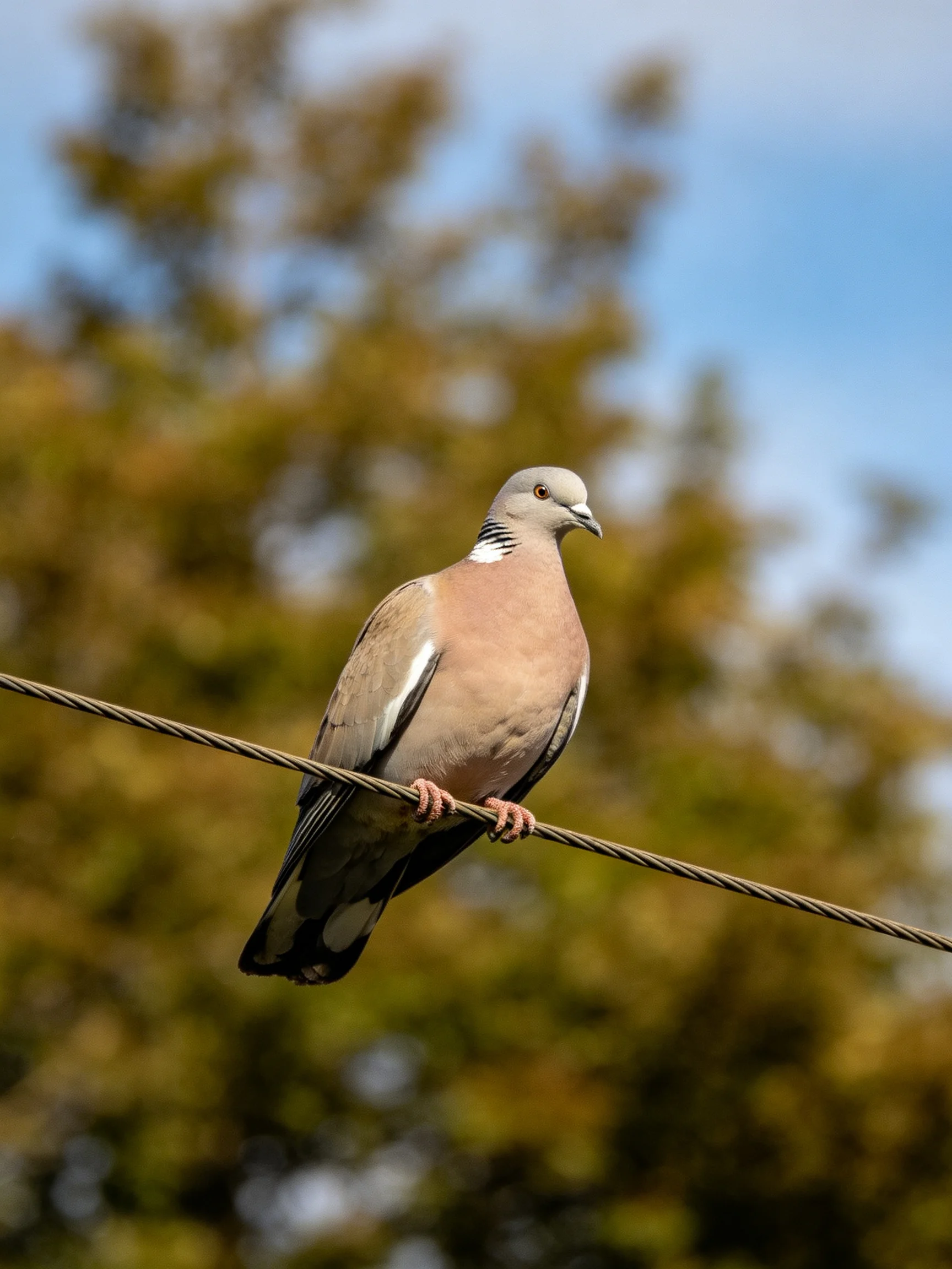 A gray-headed pigeon perches on a thin wire near autumn-colored trees