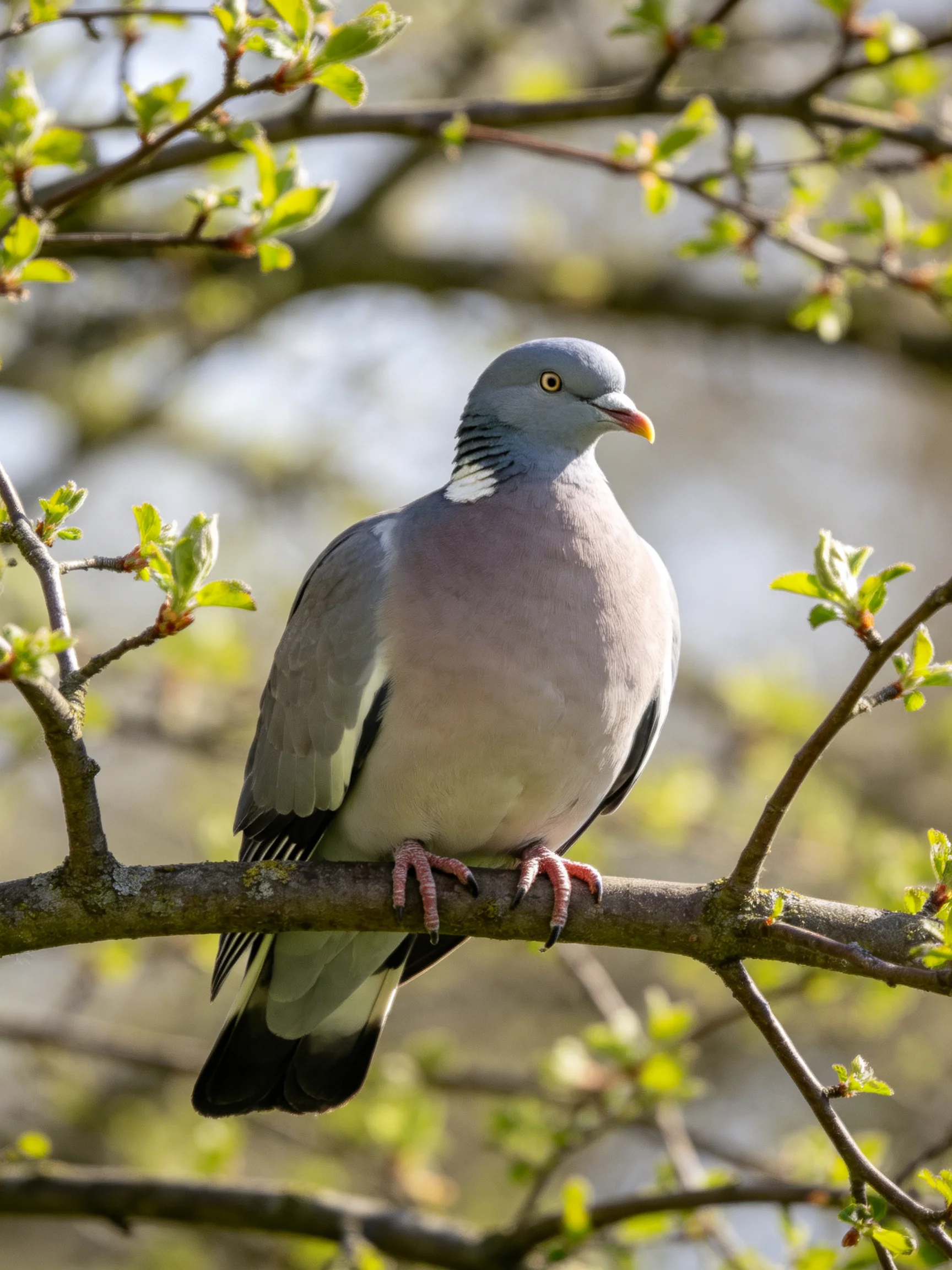 A gray-headed pigeon with lavender plumage perched on a tree branch with green buds