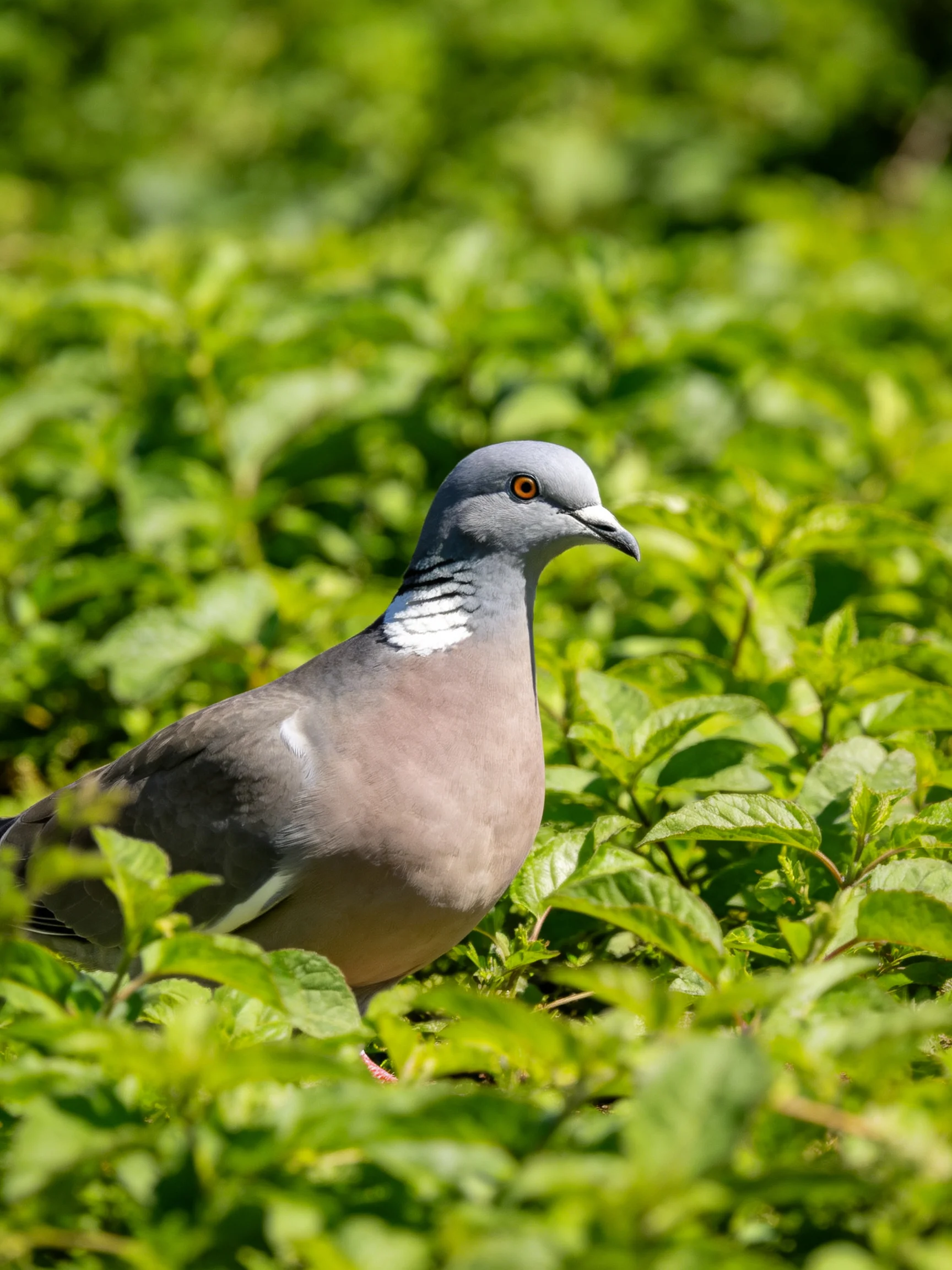 A gray-headed pigeon stands among dense green foliage.
