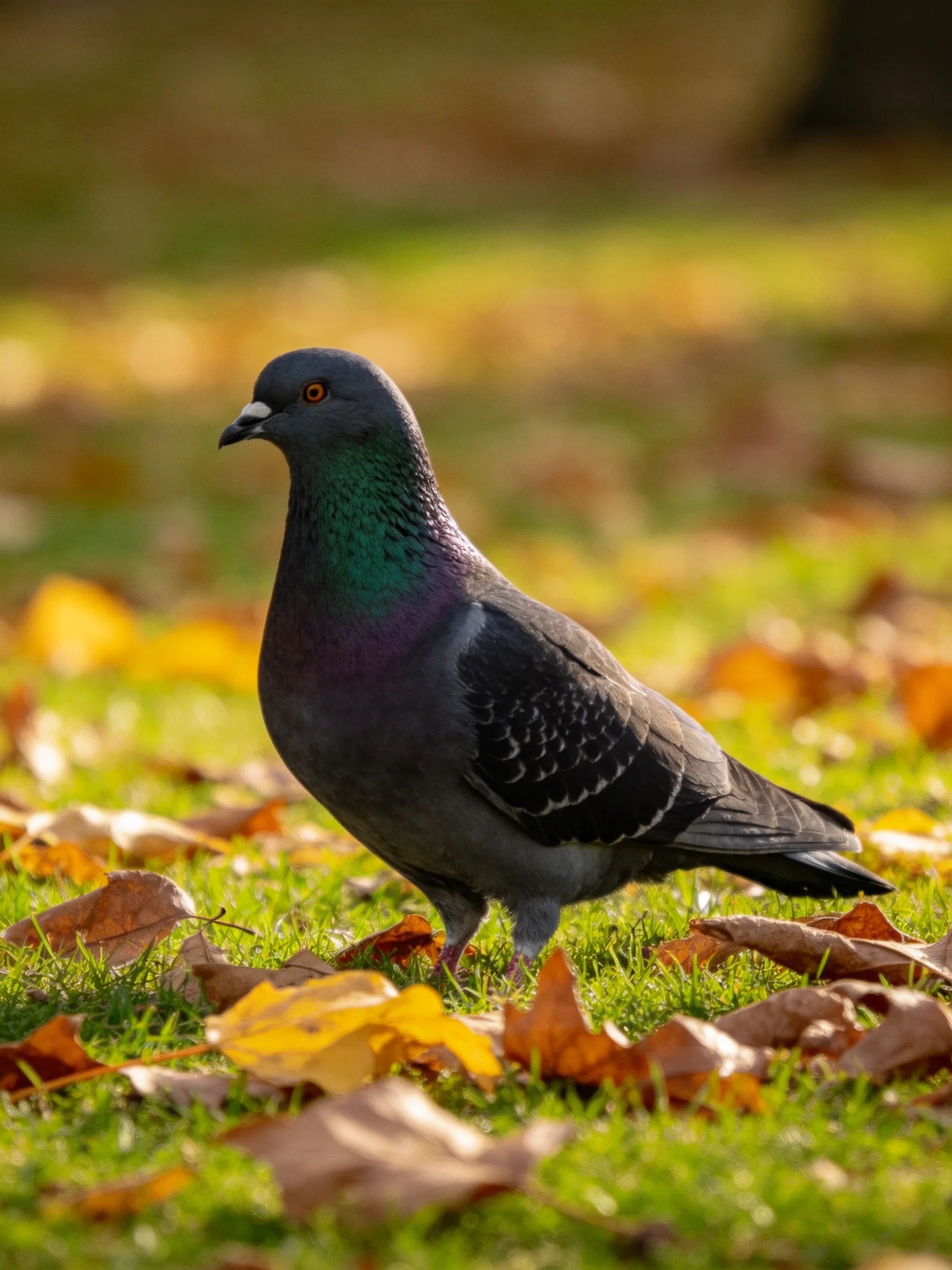 A gray pigeon amidst autumn leaves on lush grass