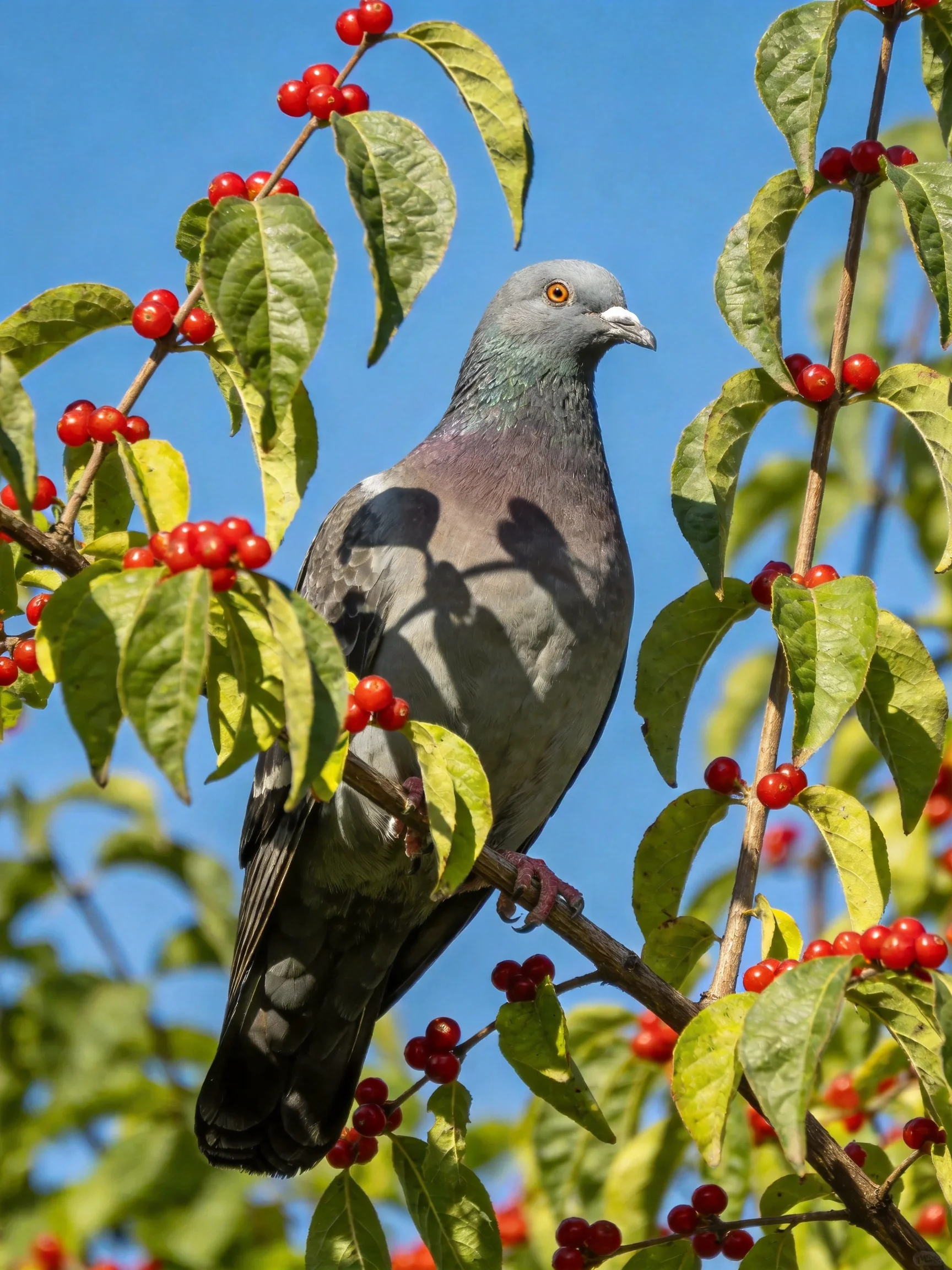 A gray pigeon amidst vibrant red berries and green foliage