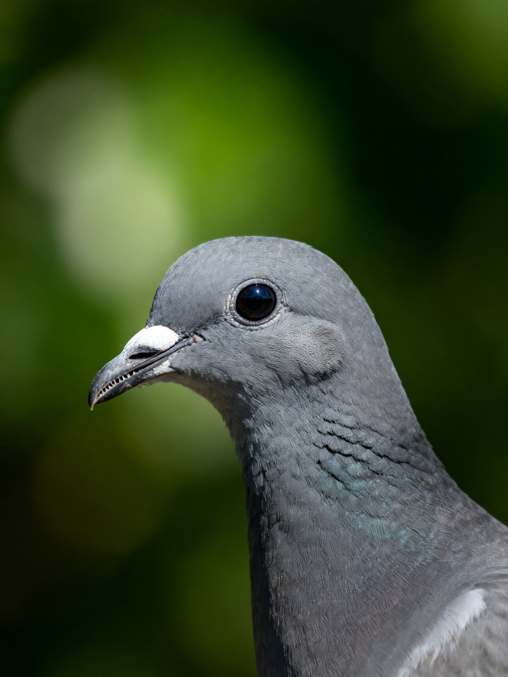 A gray pigeon close - up with blurred green surroundings
