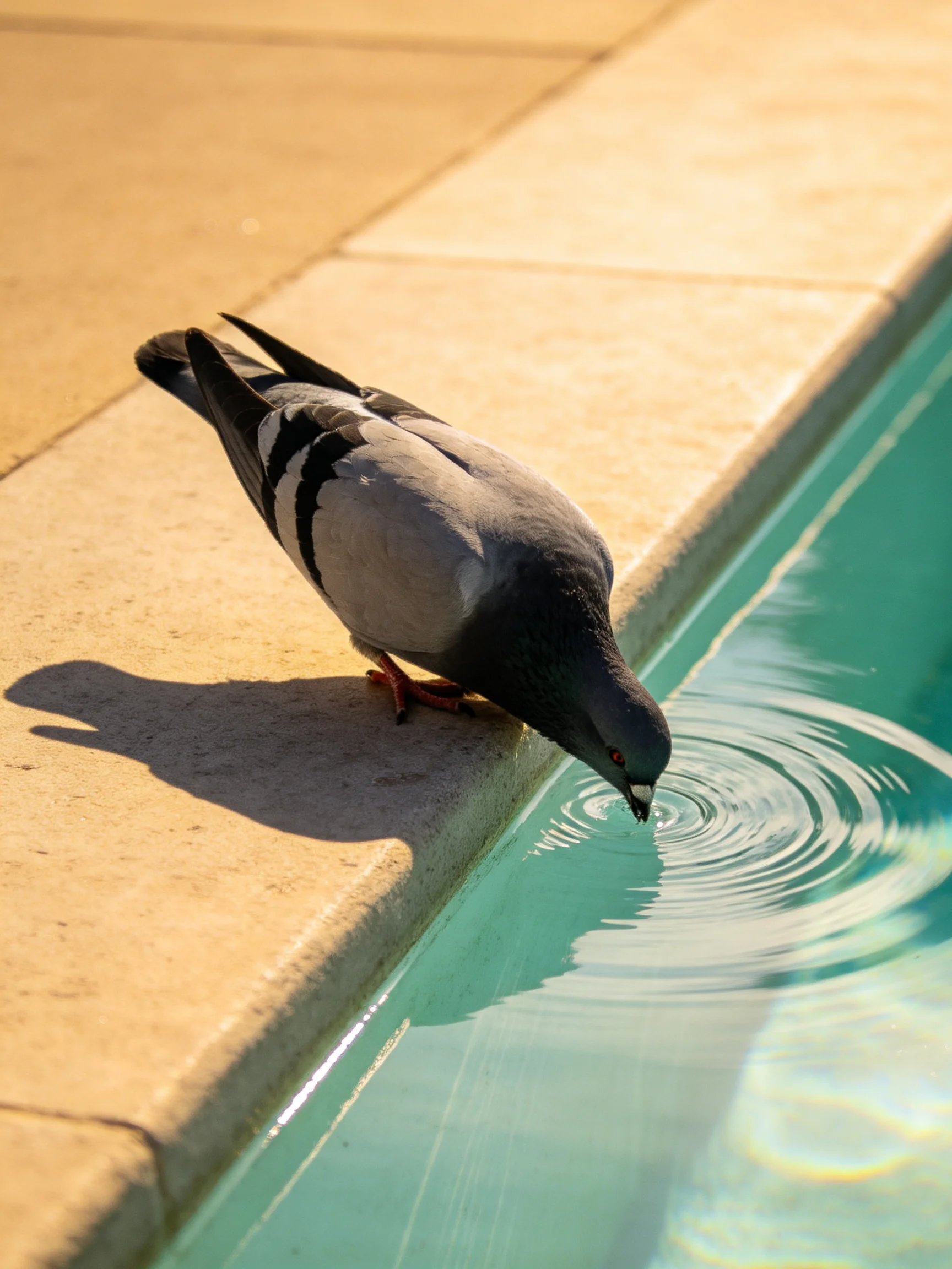 A gray pigeon drinks from a turquoise pools edge on sunny pavement