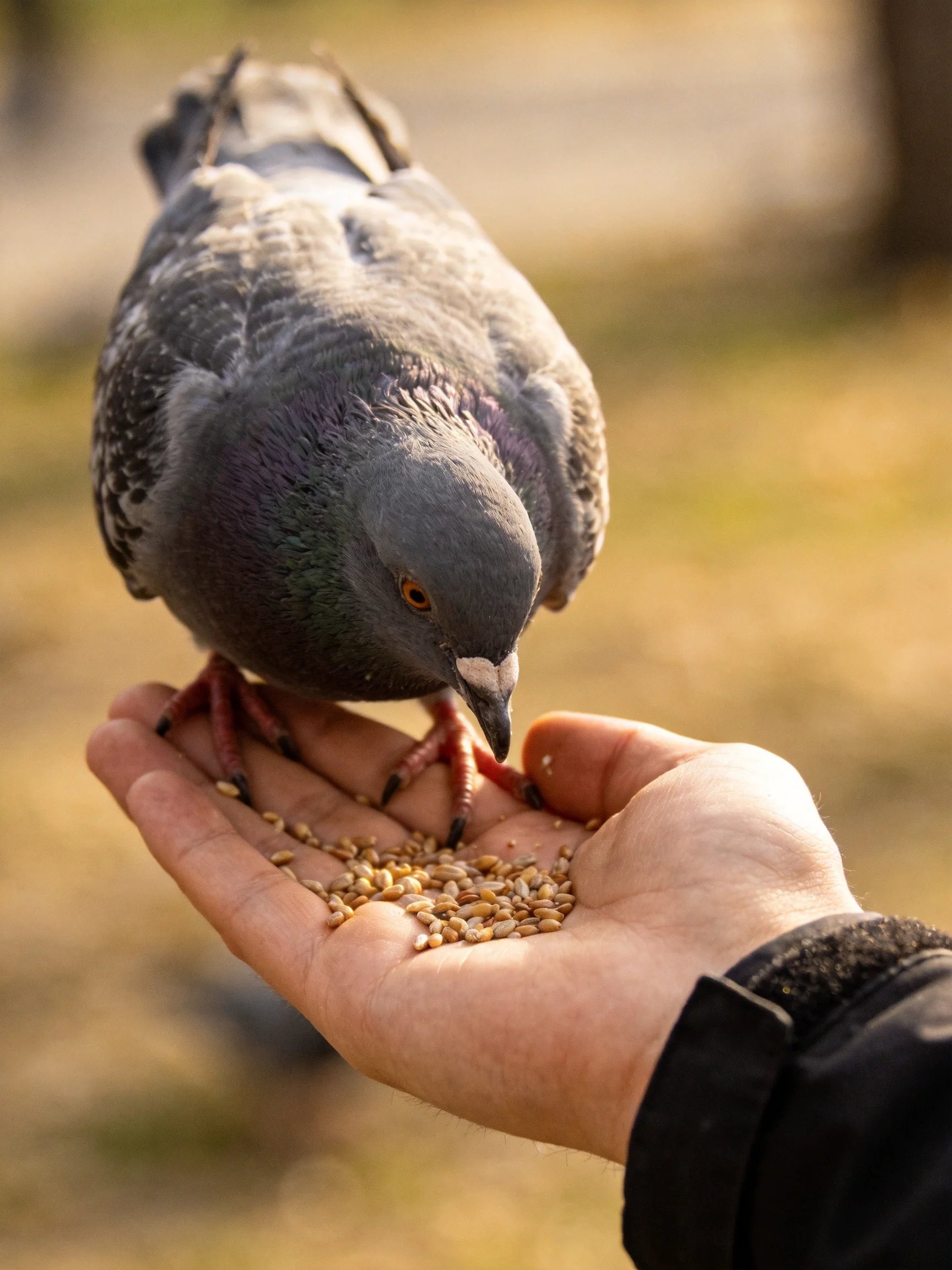A gray pigeon feeding from an outstretched hand with scattered seeds