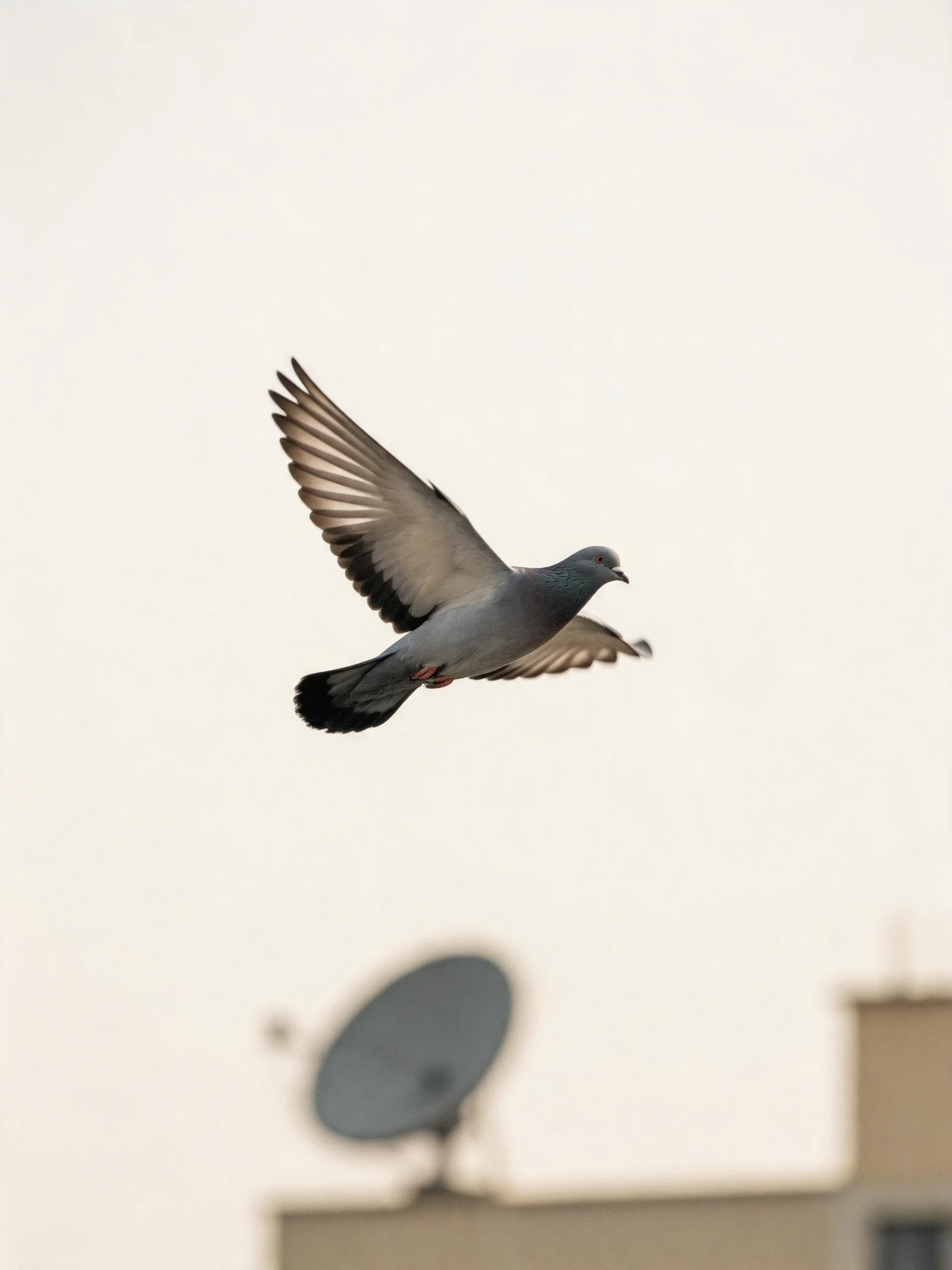 A gray pigeon flies mid-air near buildings and a satellite dish