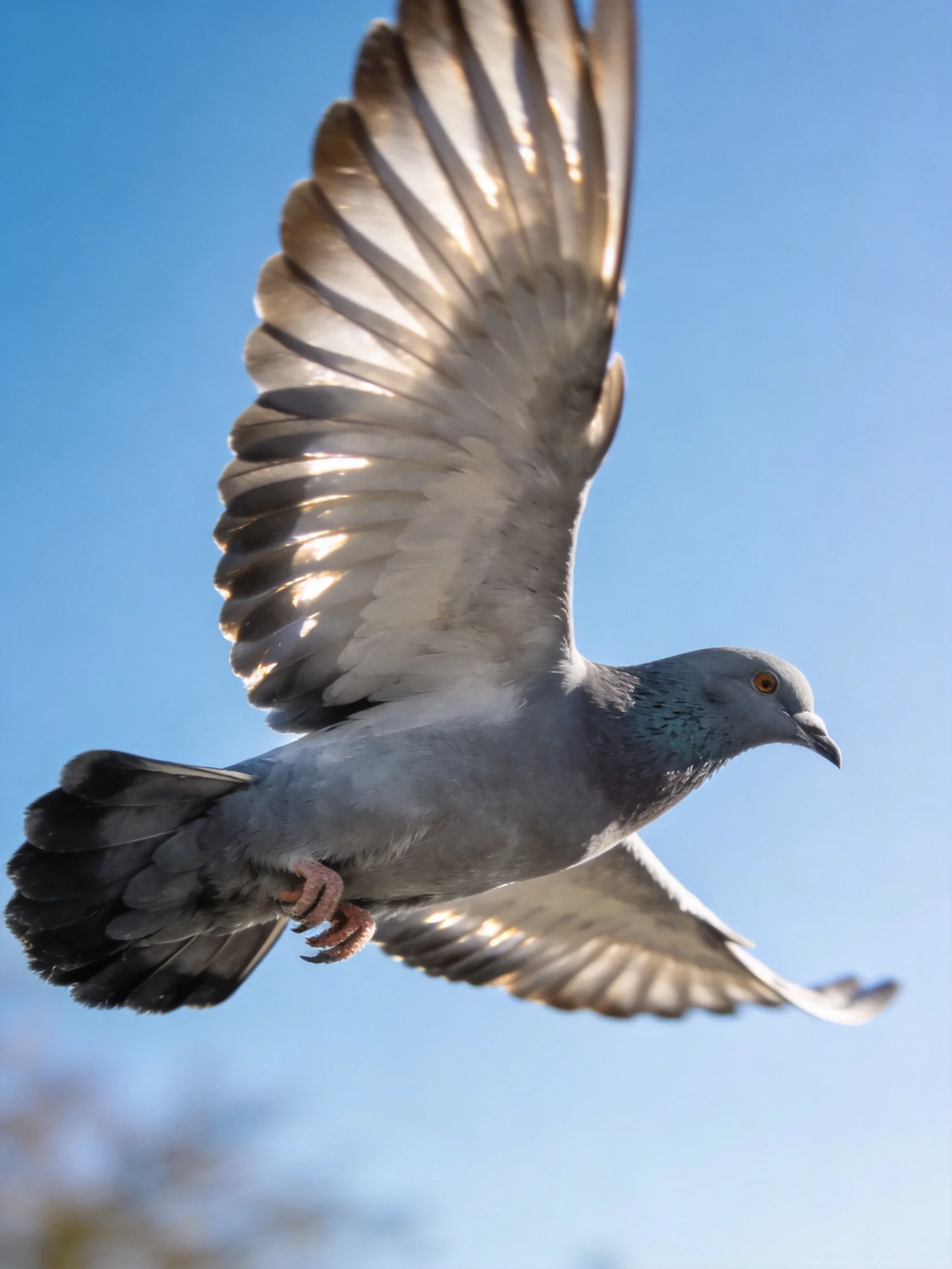 A gray pigeon flies with outstretched wings against bright blue sky