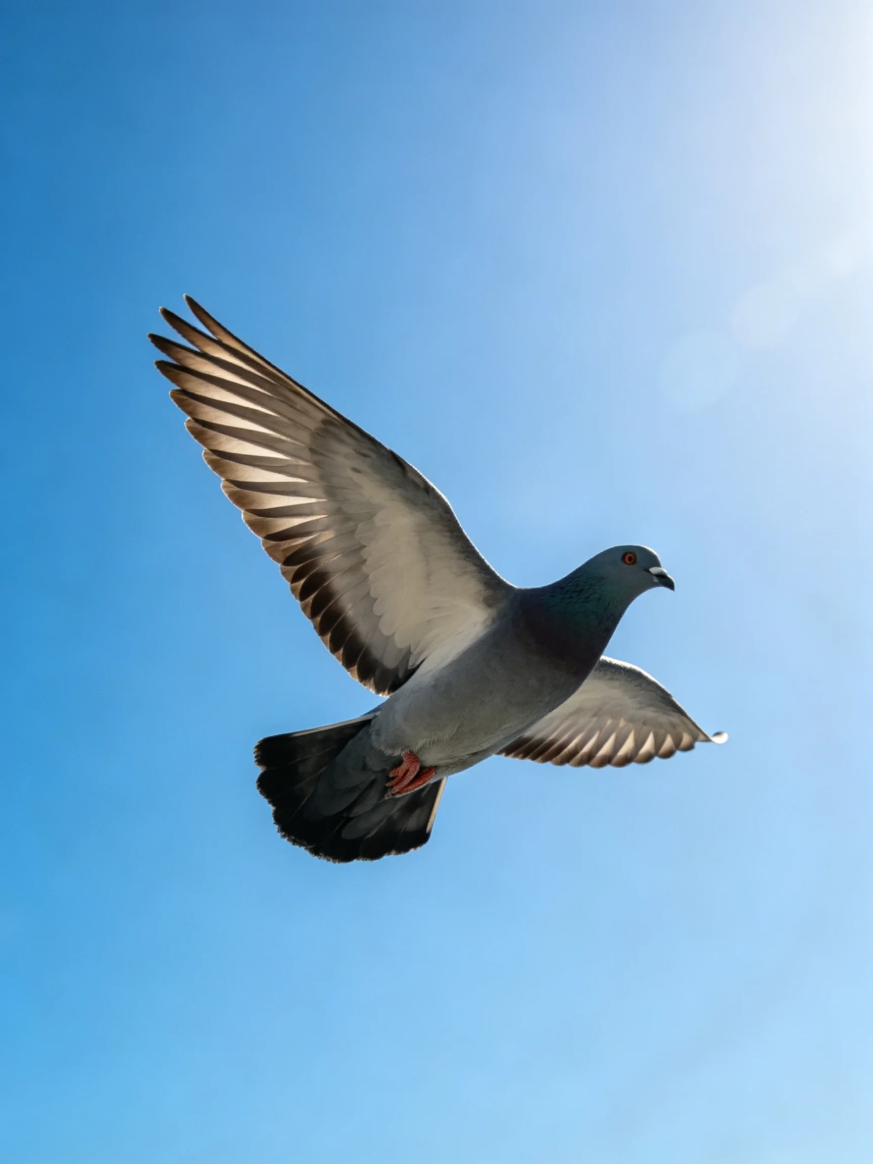 A gray pigeon flies with outstretched wings against clear blue sky