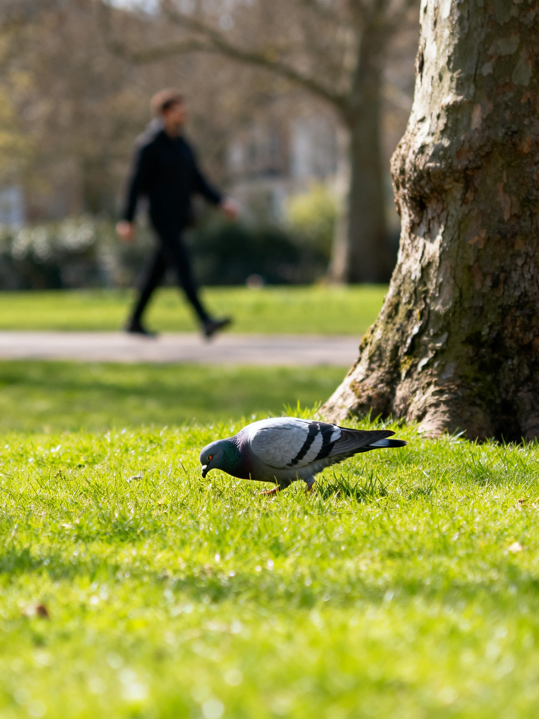 A gray pigeon forages near a large tree in a sunlit park