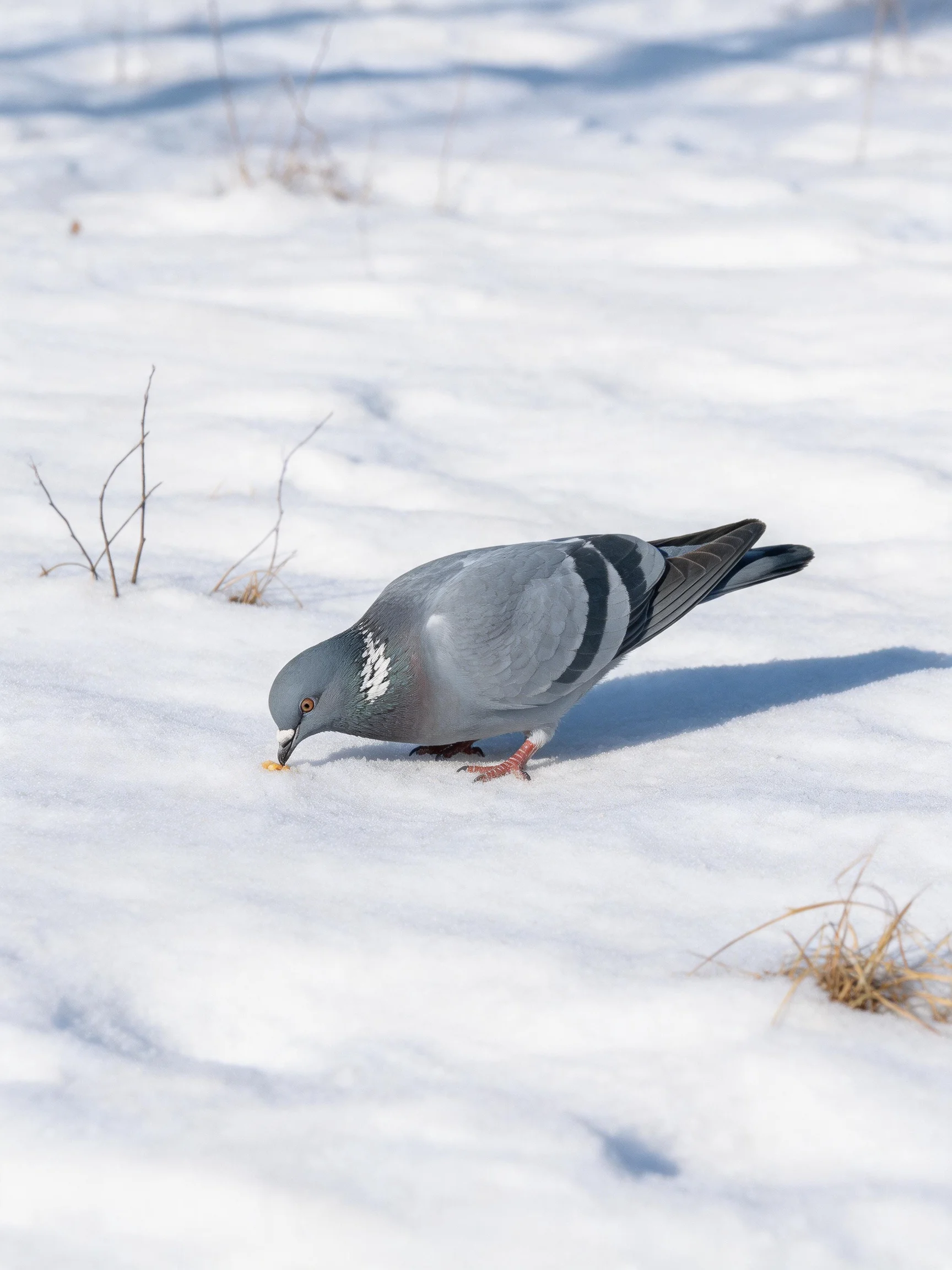 A gray pigeon forages on snow-covered ground with sparse vegetation