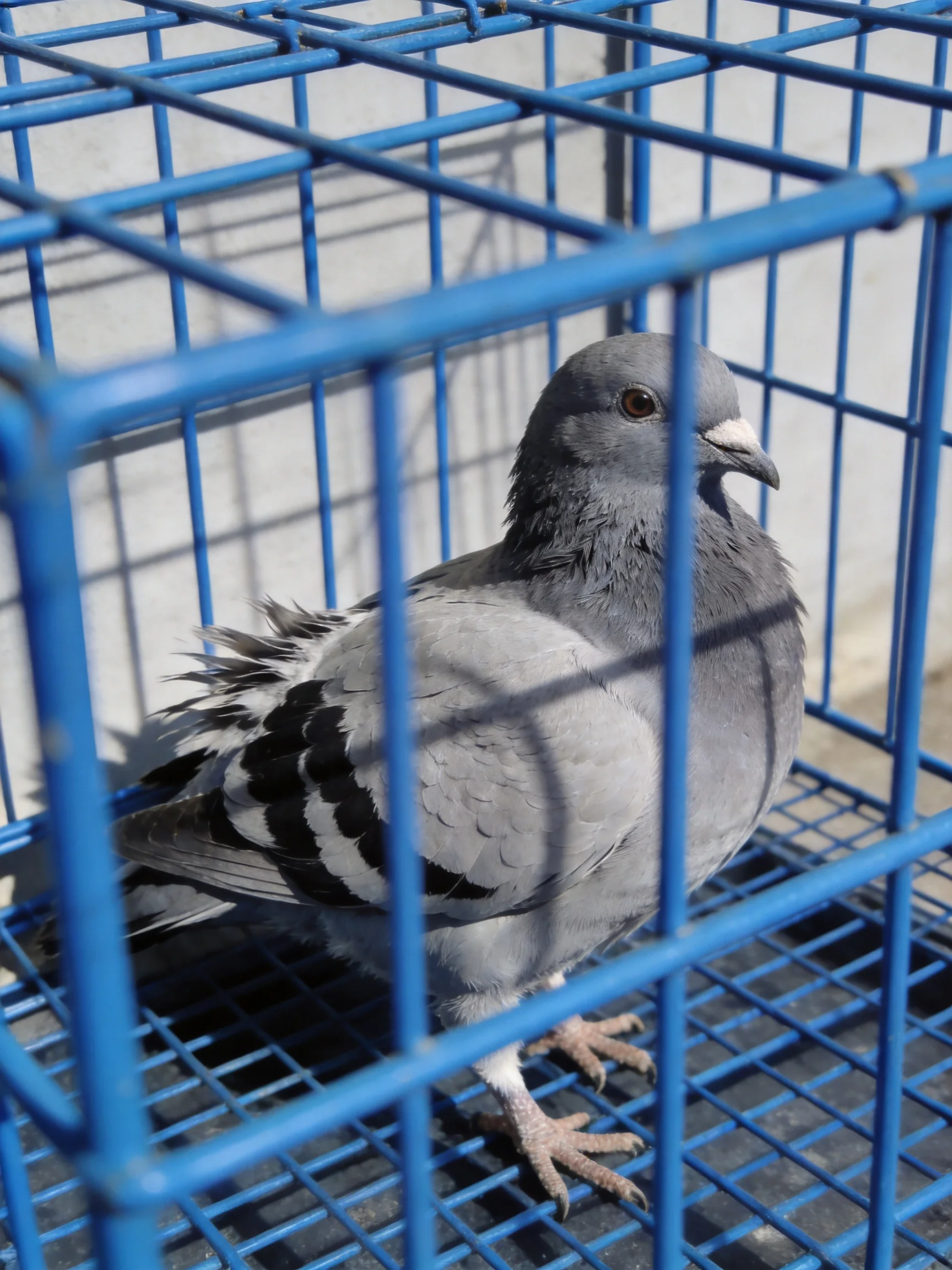 A gray pigeon in a bright blue metal cage