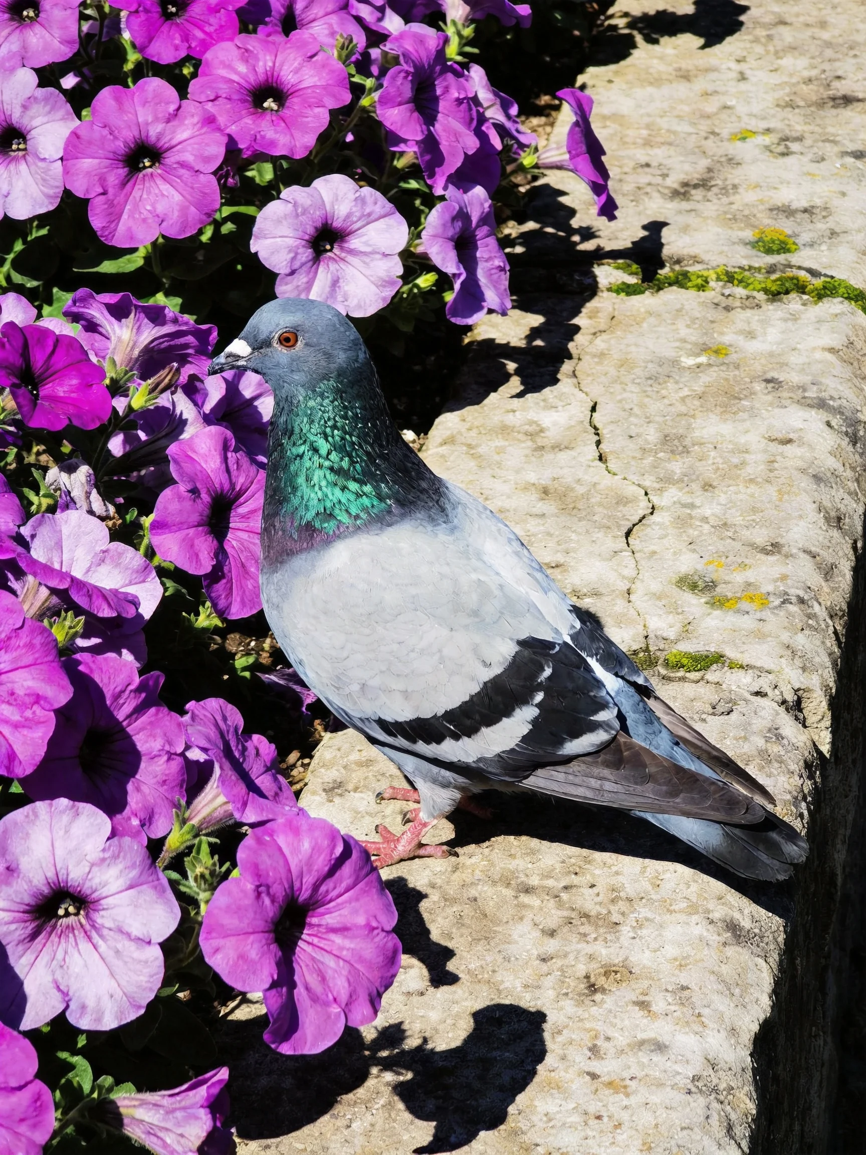 A gray pigeon near vivid purple petunias on a stone ledge