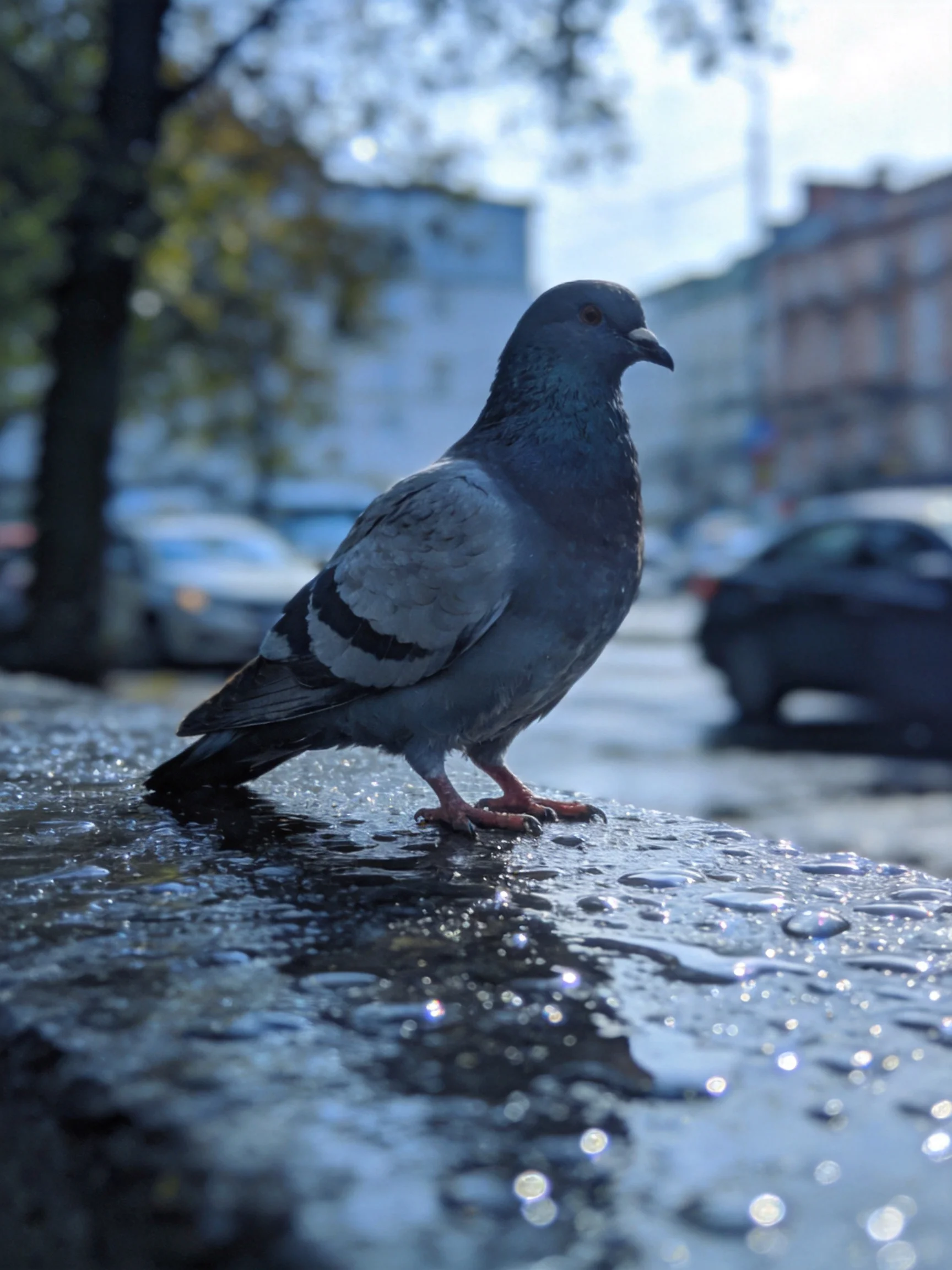 A gray pigeon on a wet urban ledge near parked cars