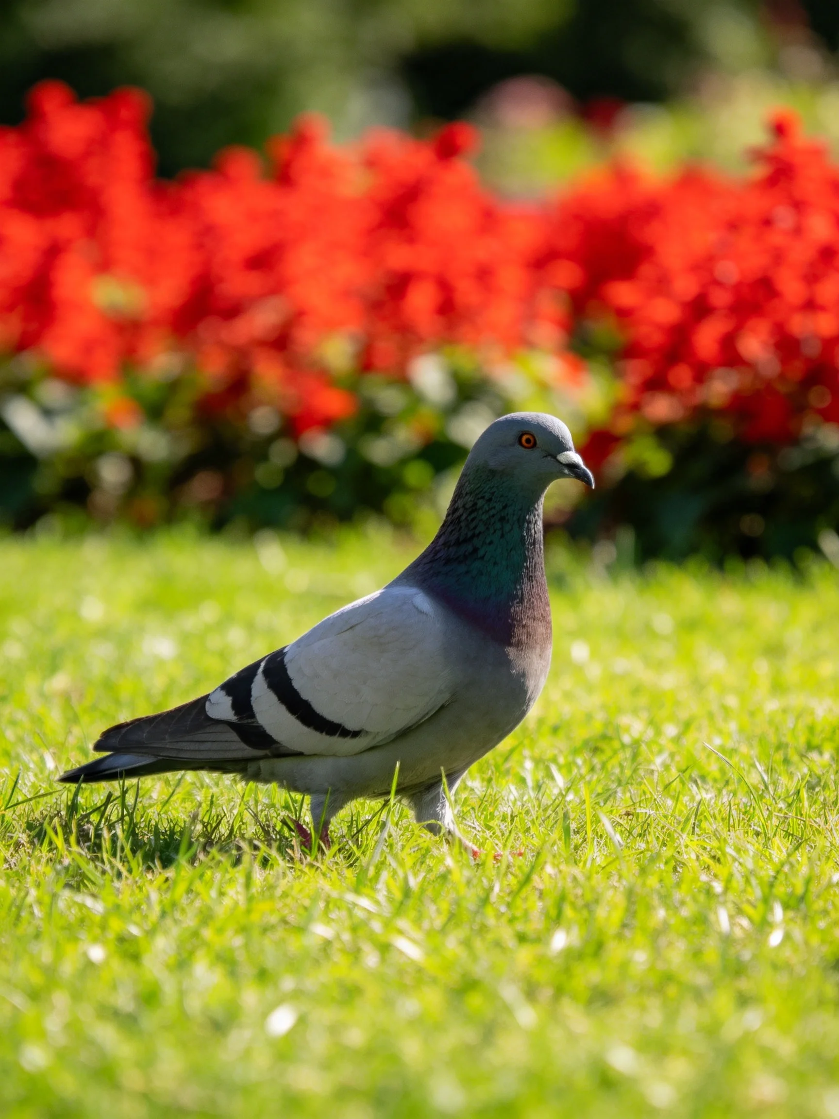 A gray pigeon walks on green grass near red flowers.