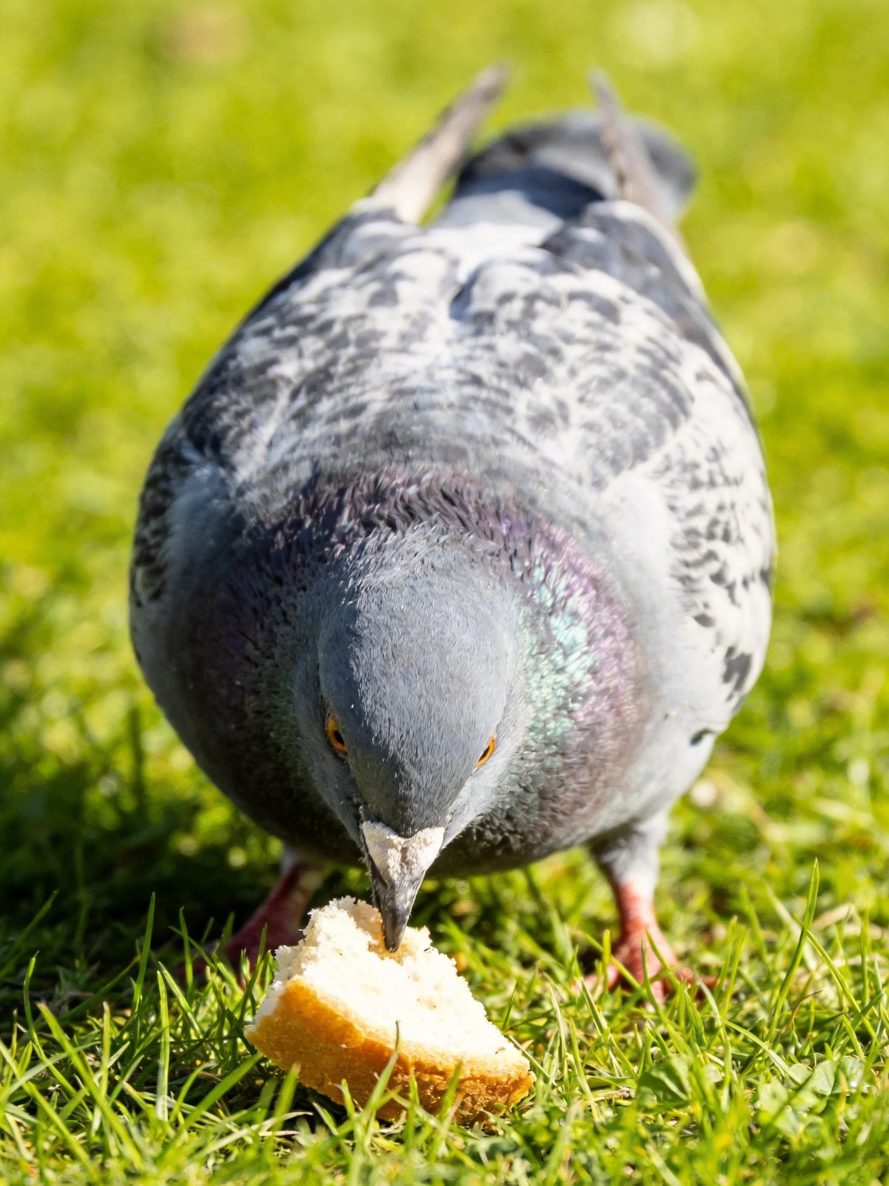 A gray pigeon pecking a bread slice on lush green grass