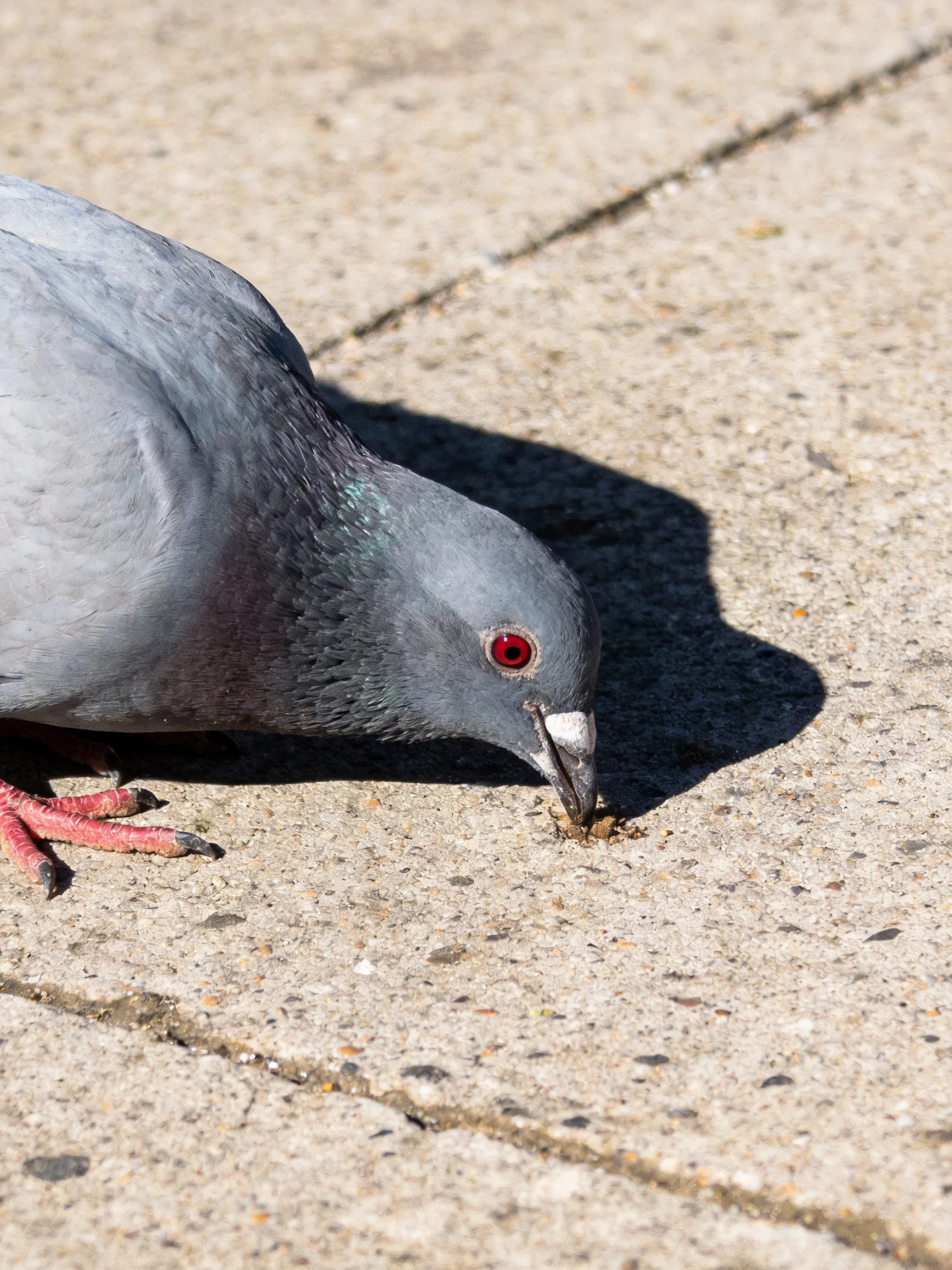 A gray pigeon pecking food on a cracked concrete pavement