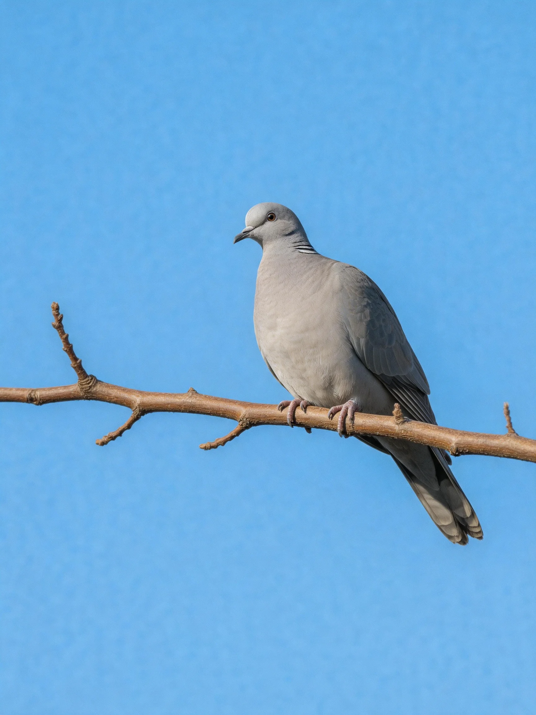 A gray pigeon perched on a bare brown tree branch under clear blue sky