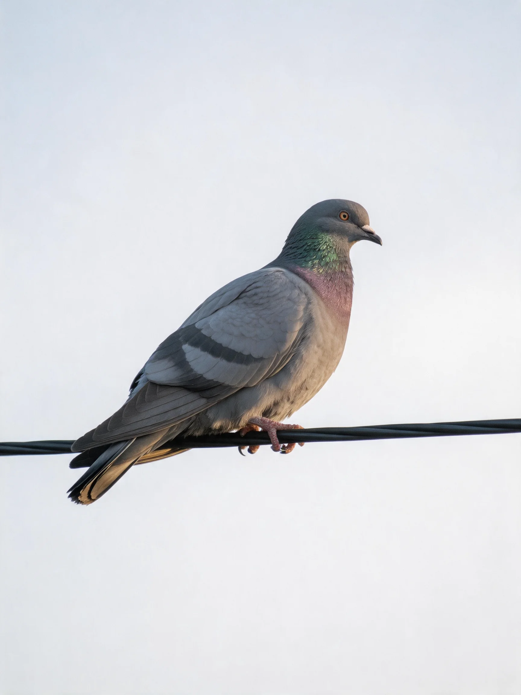 A gray pigeon perched on a black wire against a pale sky