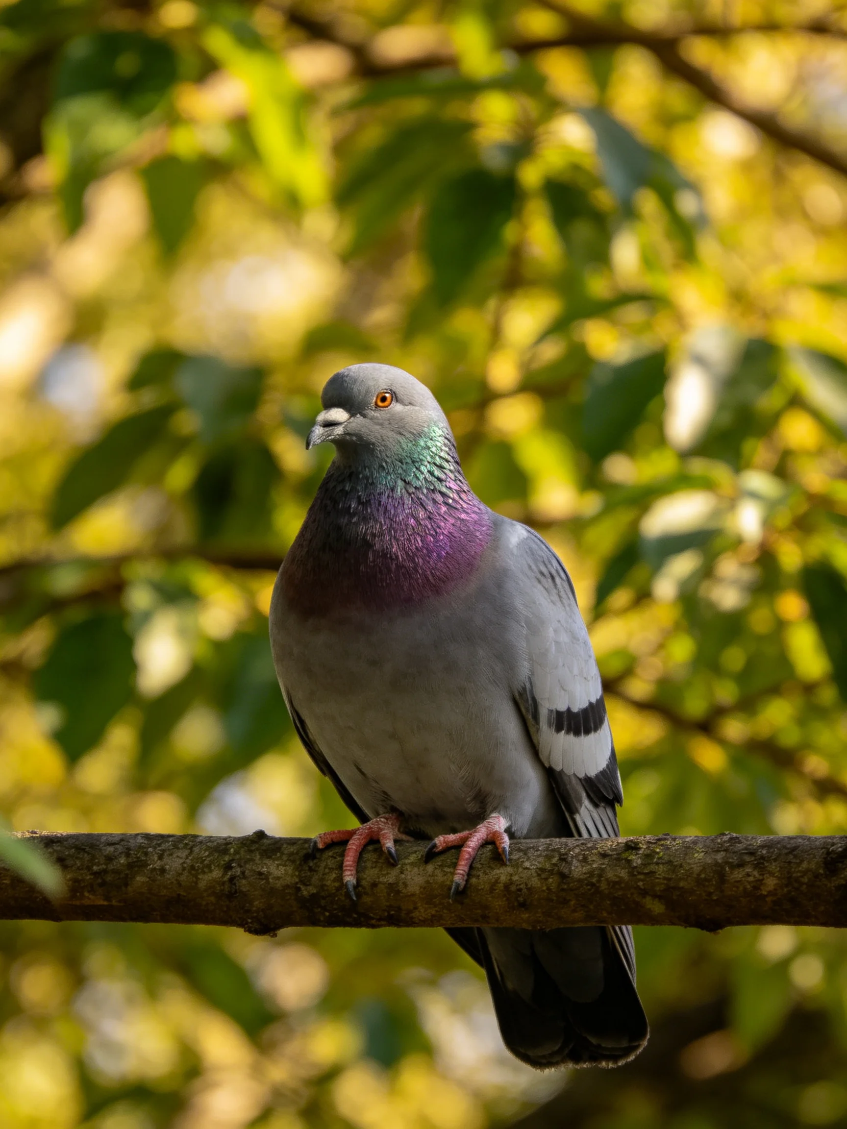 A gray pigeon perched on a brown branch among golden-green leaves
