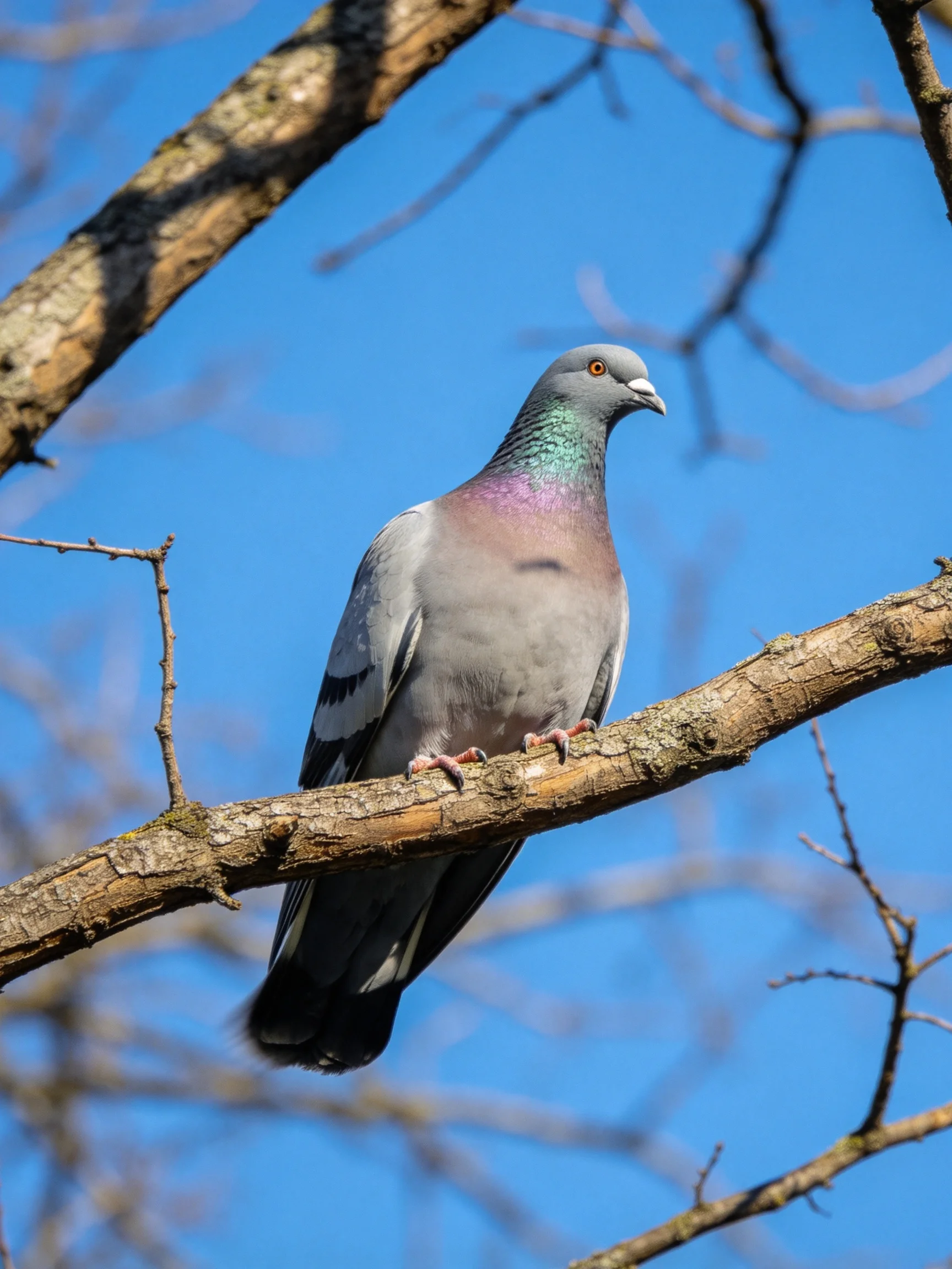A gray pigeon rests on a brown tree branch beneath a clear blue sky.