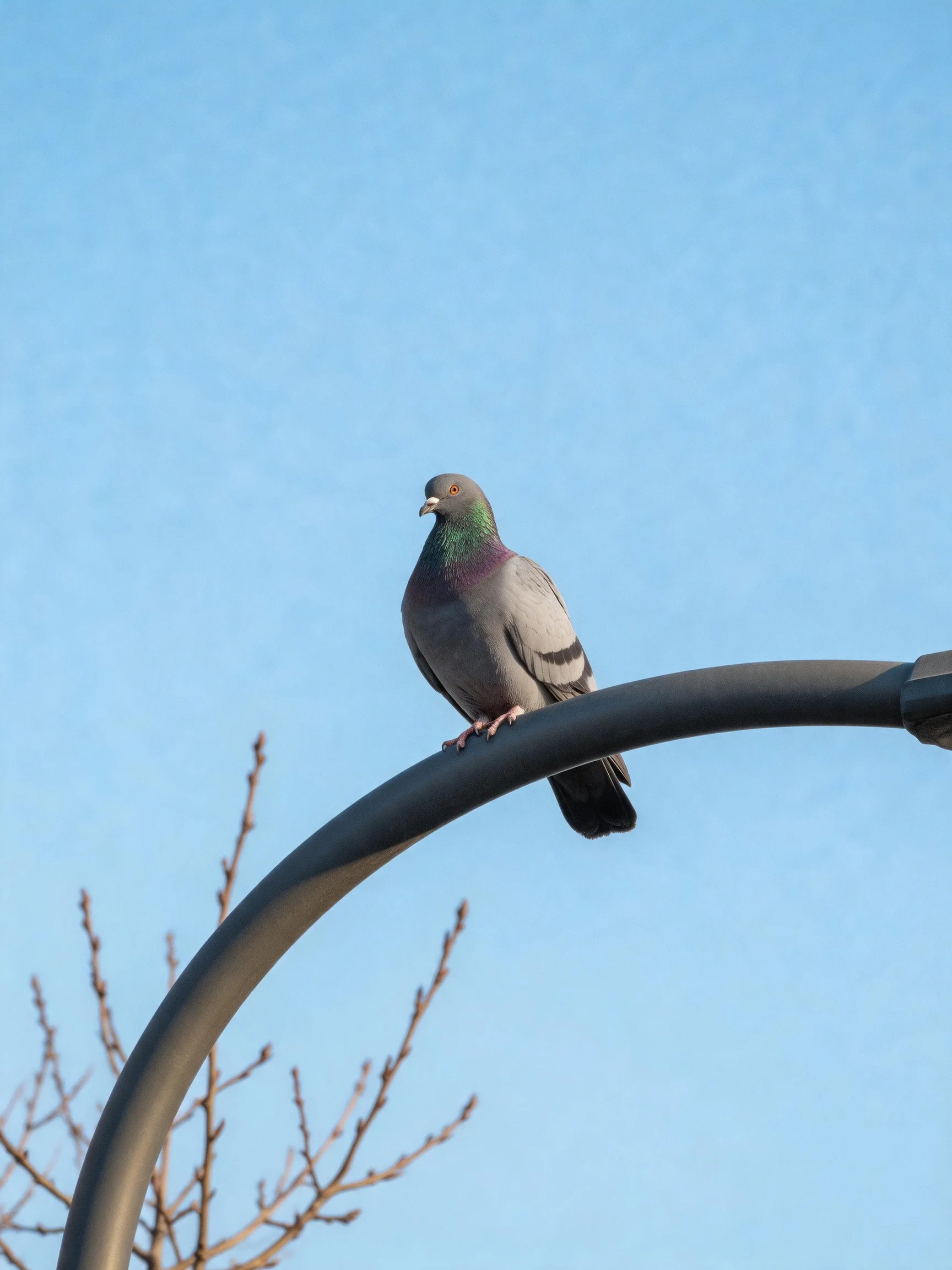 A gray pigeon perched on a curved metal street lamp under clear blue sky