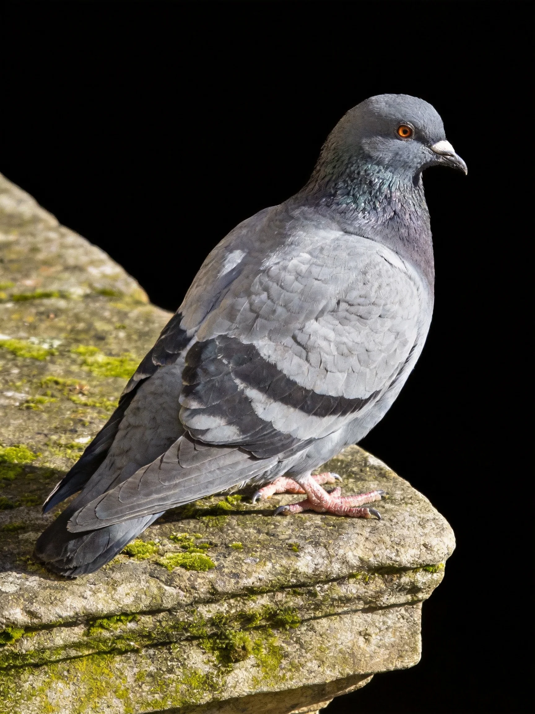 A gray pigeon perched on a moss-covered stone ledge