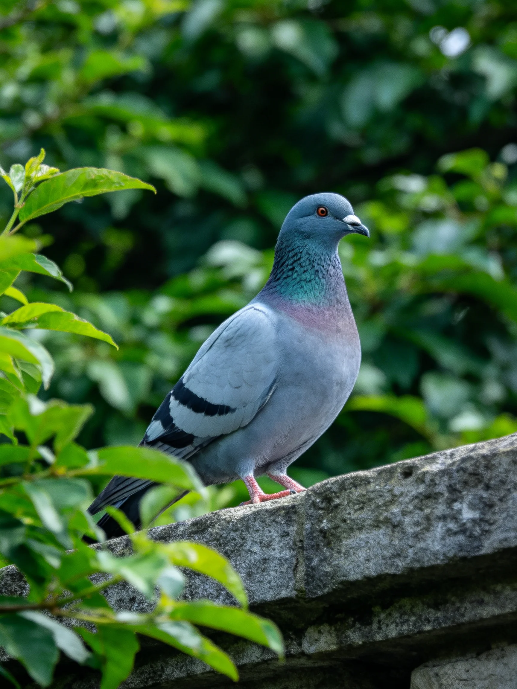 A gray pigeon perched on a weathered stone ledge amid lush greenery