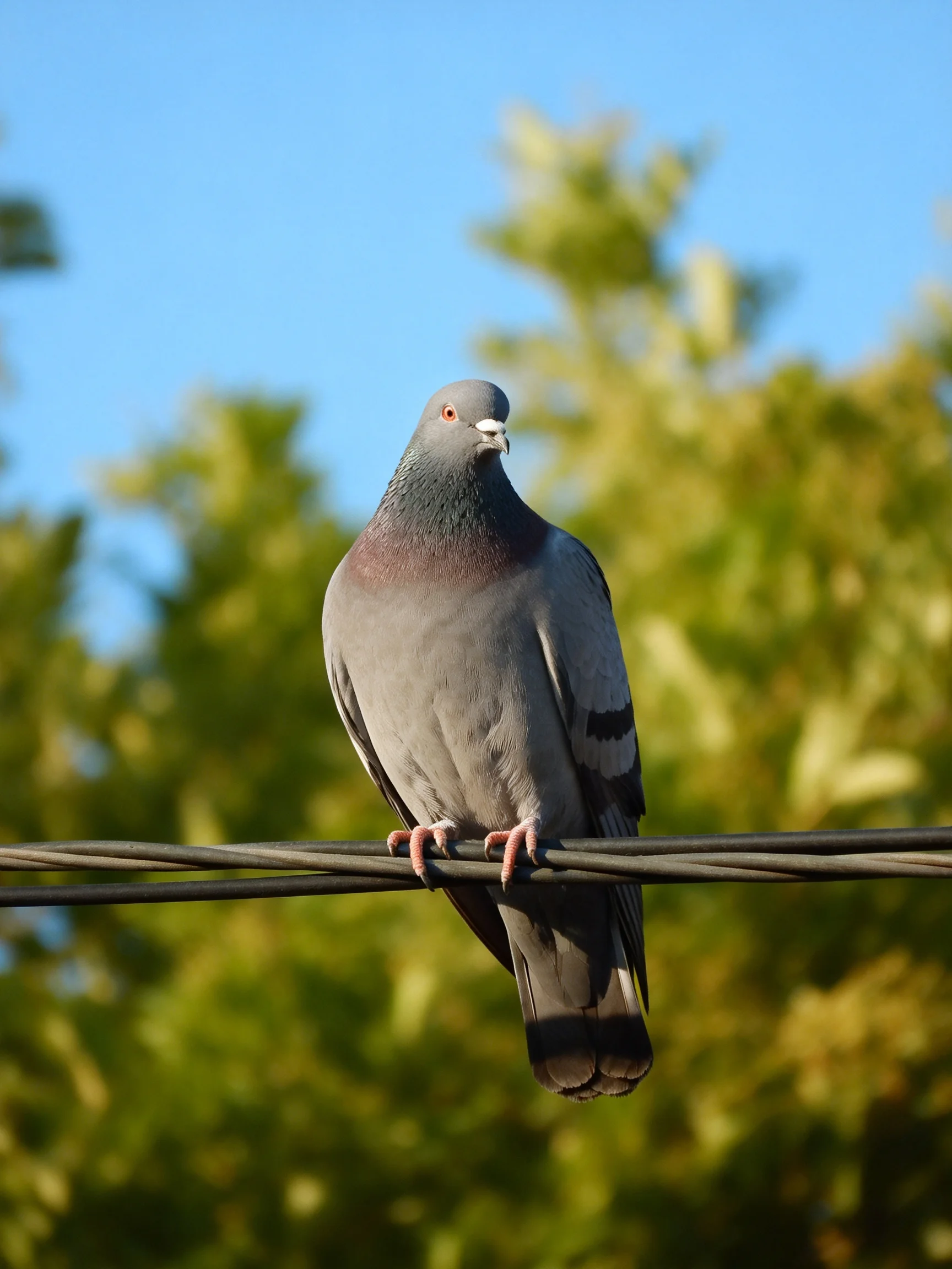 A gray pigeon perched on wires with green foliage and clear blue sky