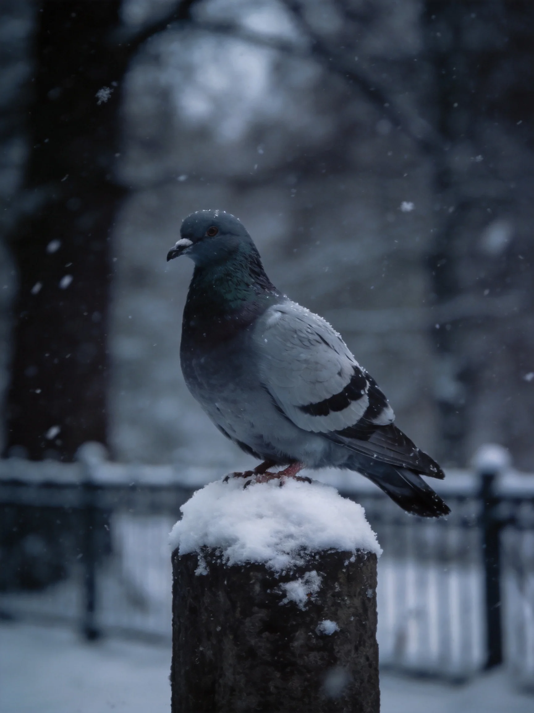 A gray pigeon perches atop a snow-dusted wooden post amid falling snow