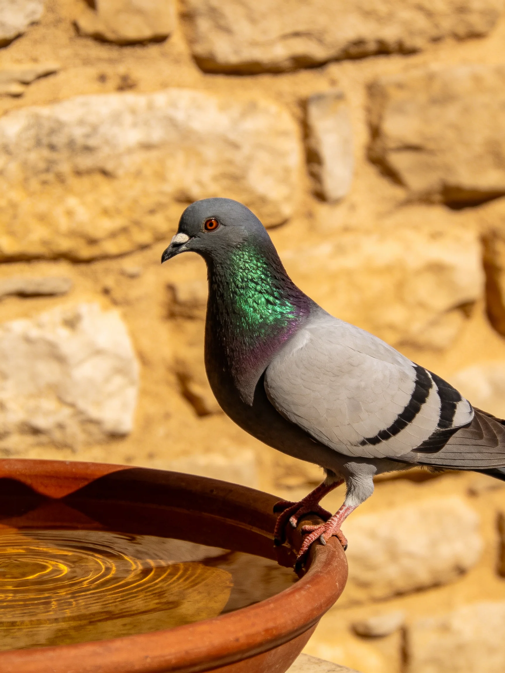 A gray pigeon perches beside a terracotta water dish near a stone wall