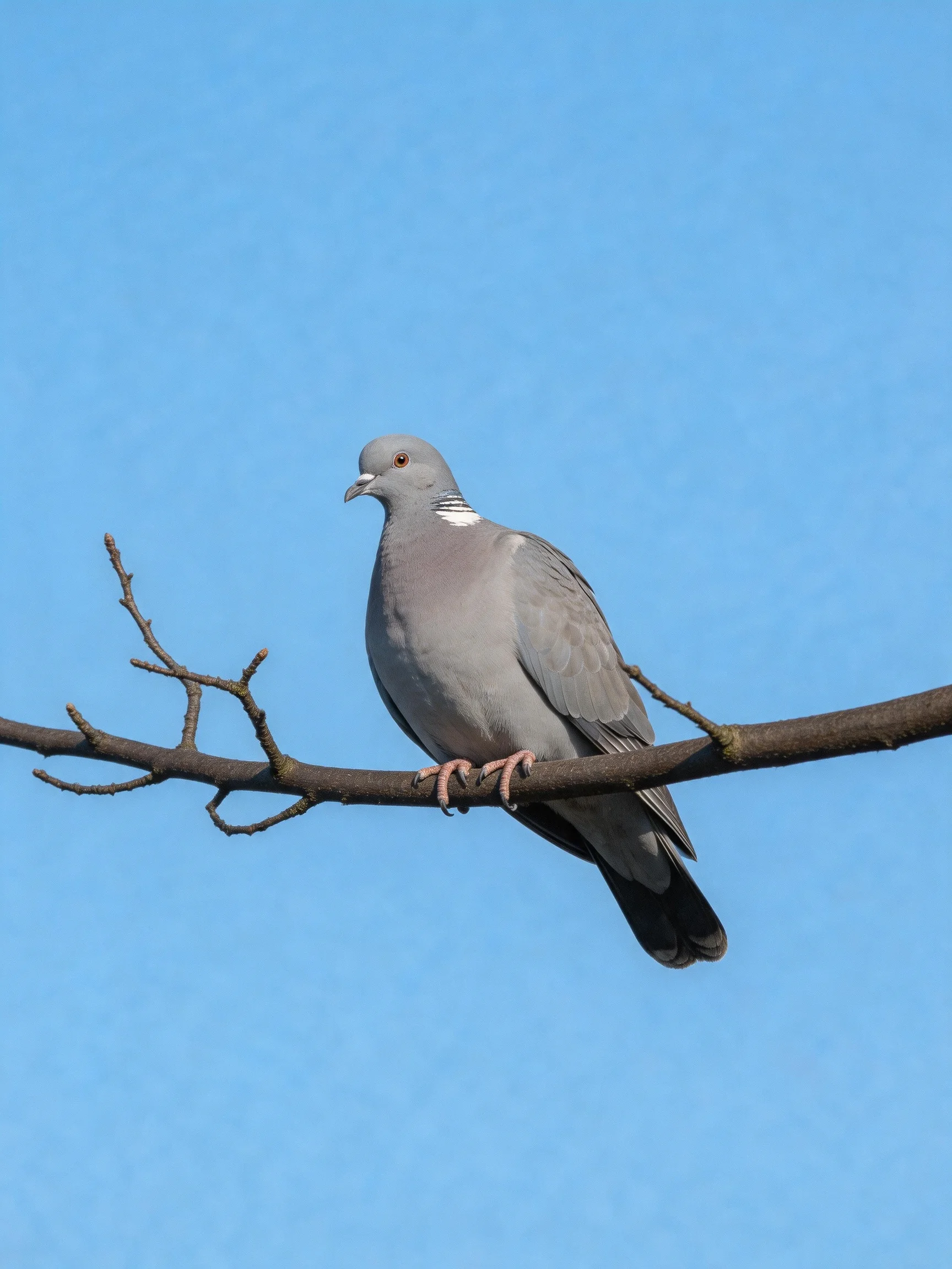 A gray pigeon perches on a bare tree branch under a clear blue sky