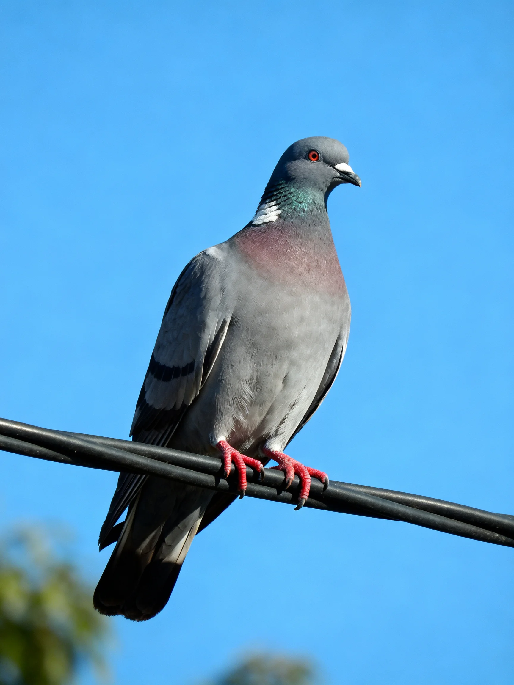 A gray pigeon perches on a black wire against a clear blue sky