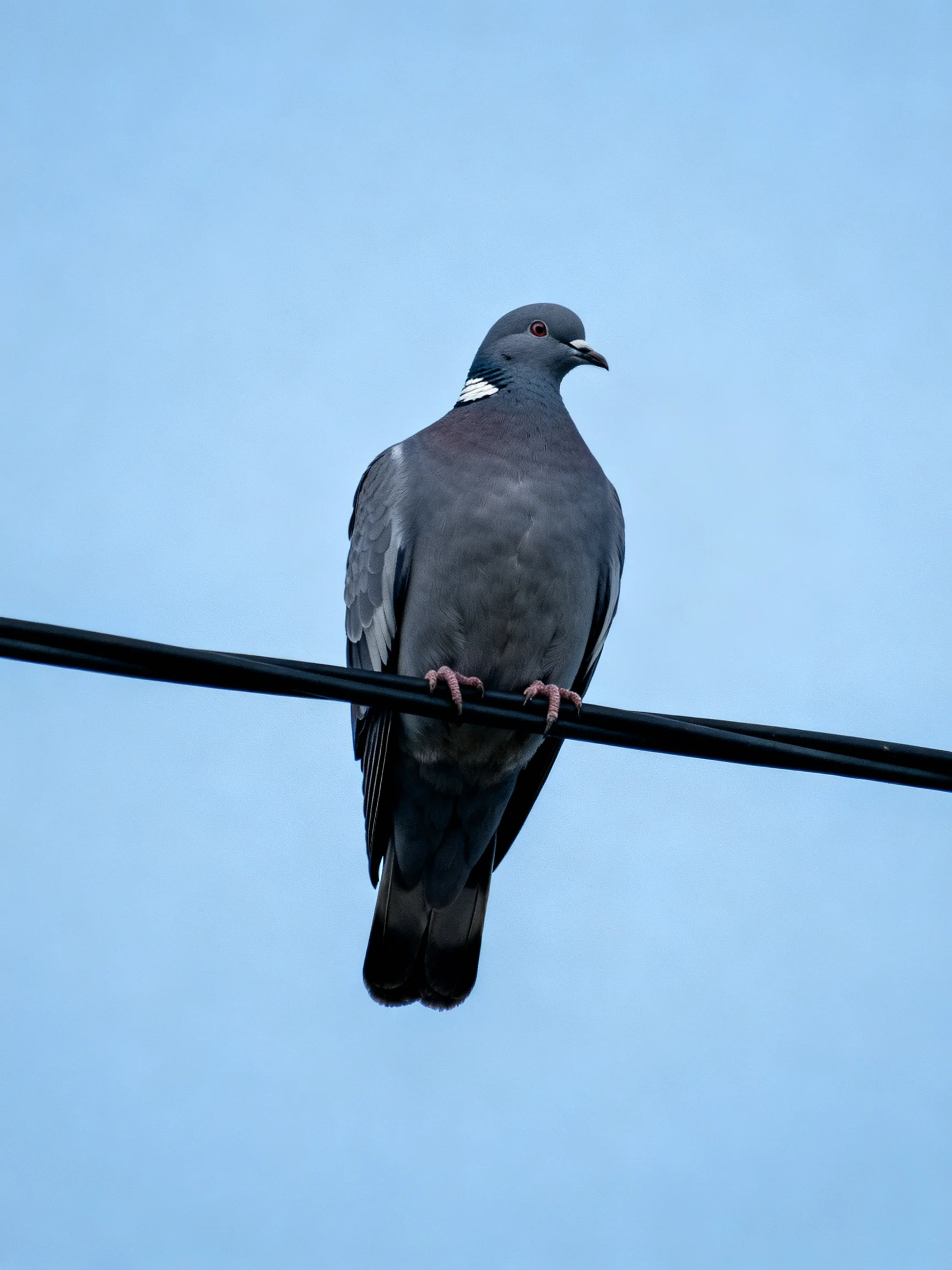 A gray pigeon perches on a black wire against clear blue sky