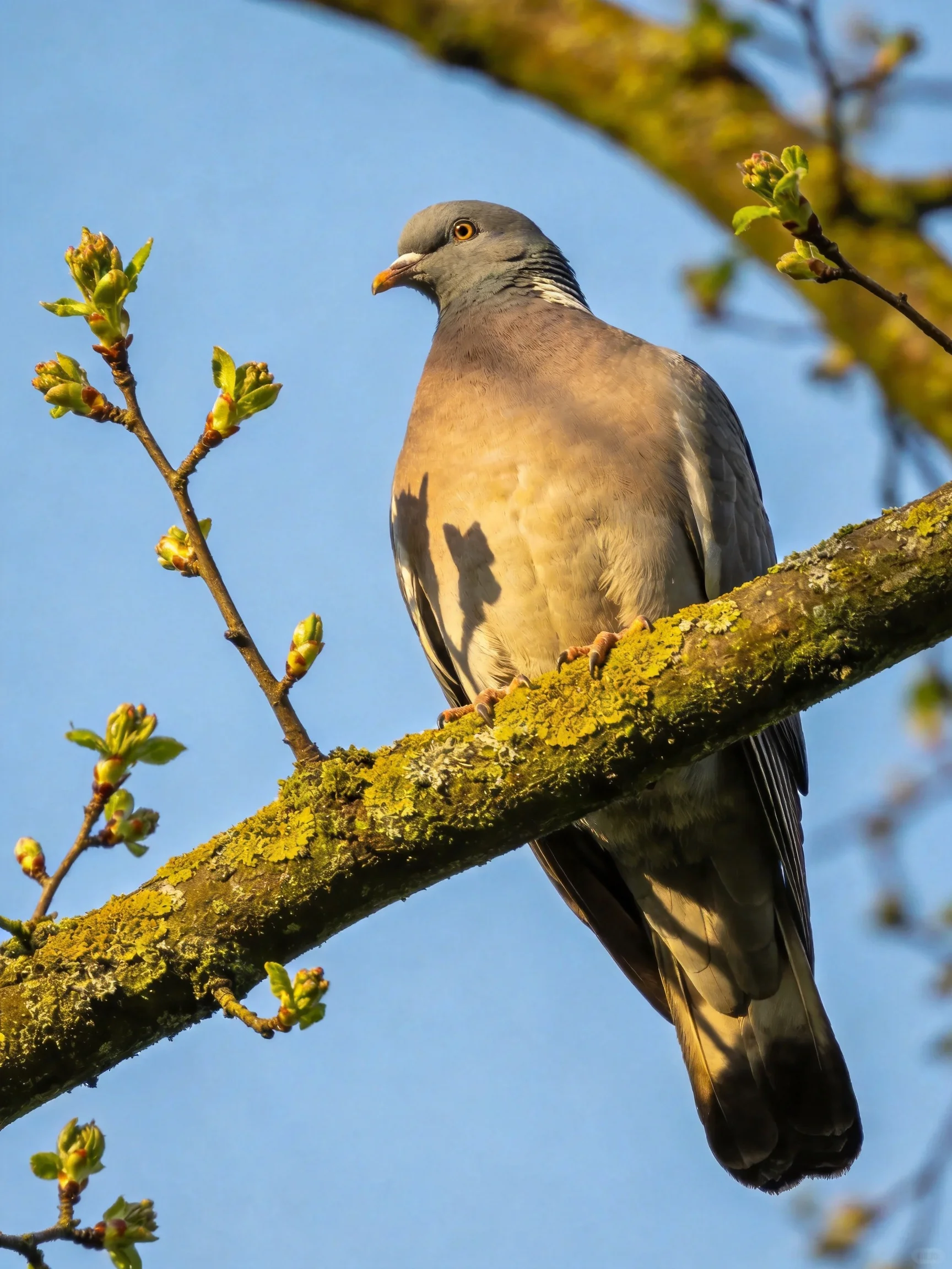 A gray pigeon perches on a lichen-covered tree branch with budding green shoots