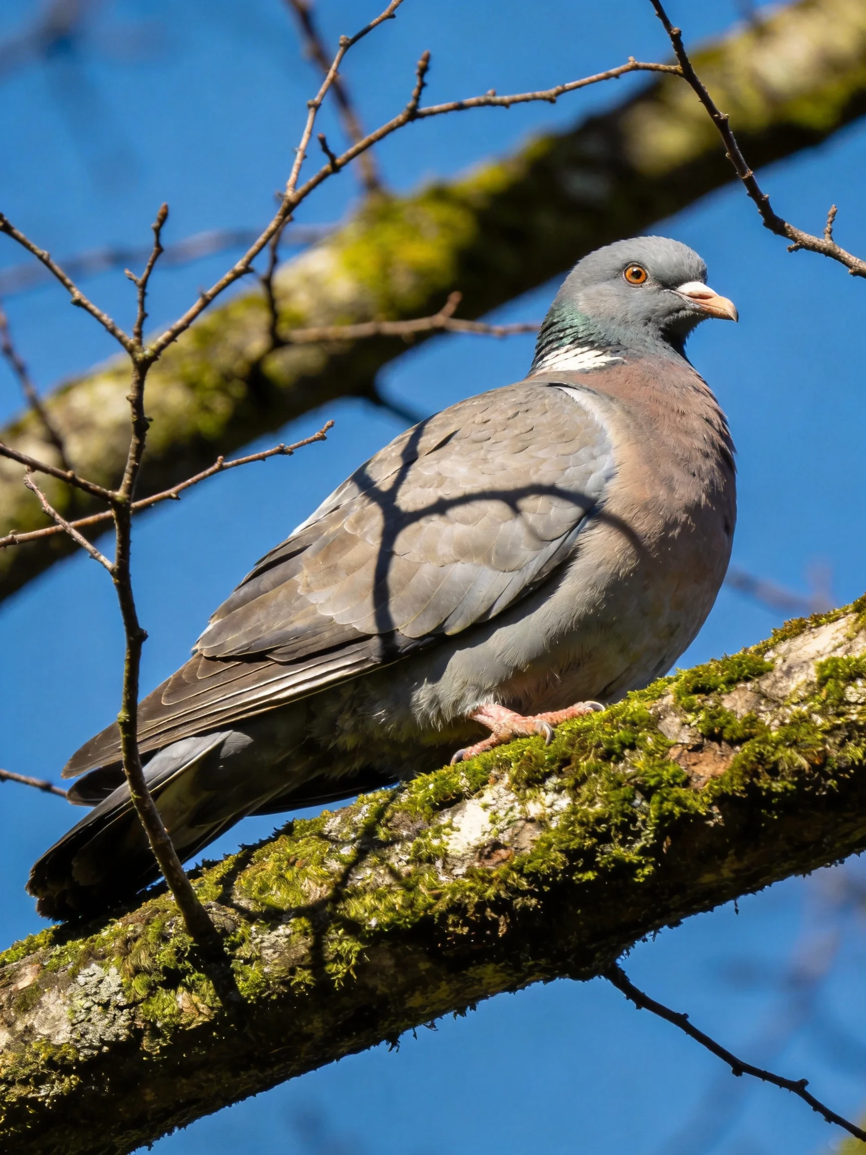 A gray pigeon perches on a moss-covered tree branch