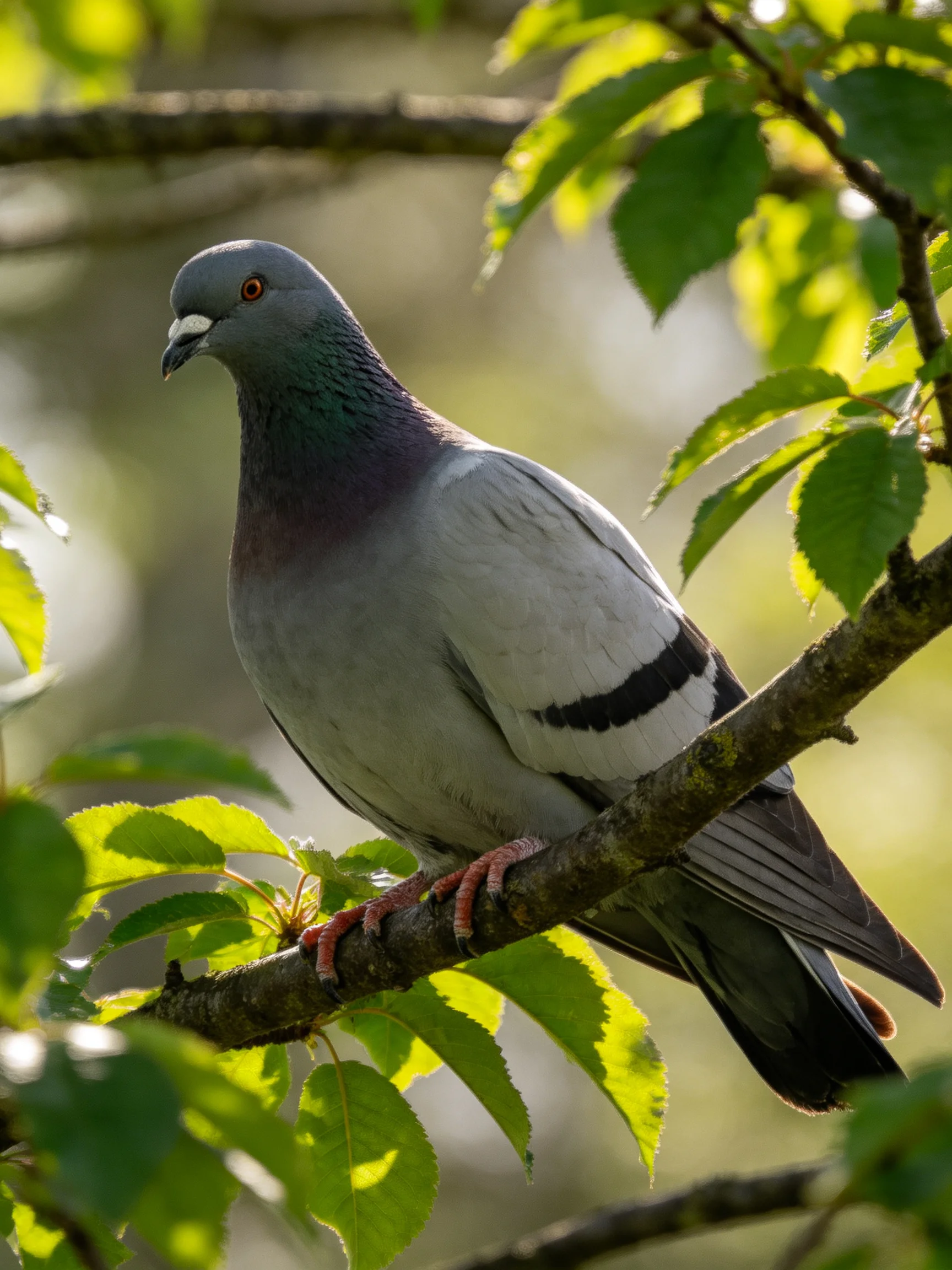 A gray pigeon perches on a tree branch amid lush green foliage